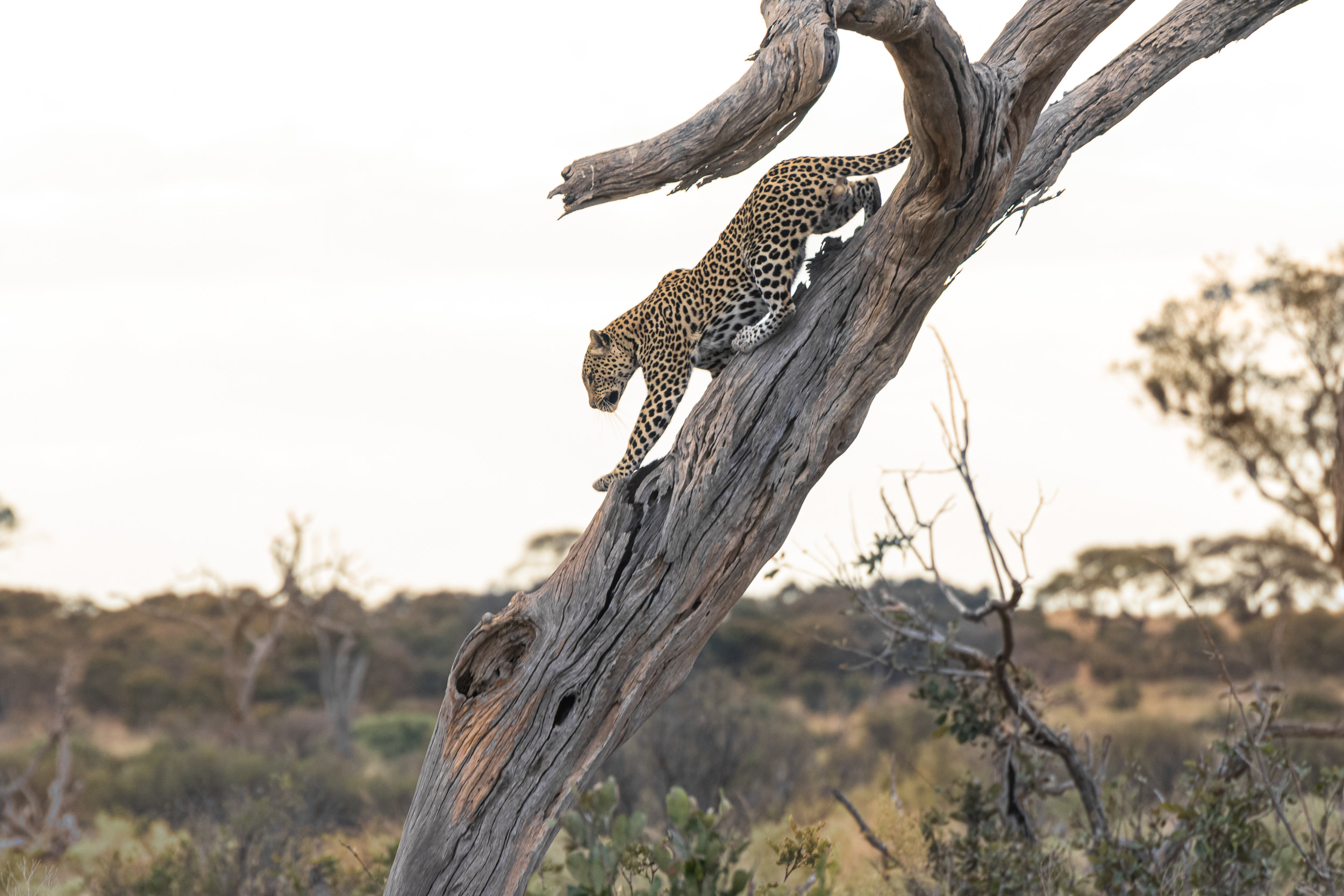 Africa, Chobe National Park, Savuti, botswana