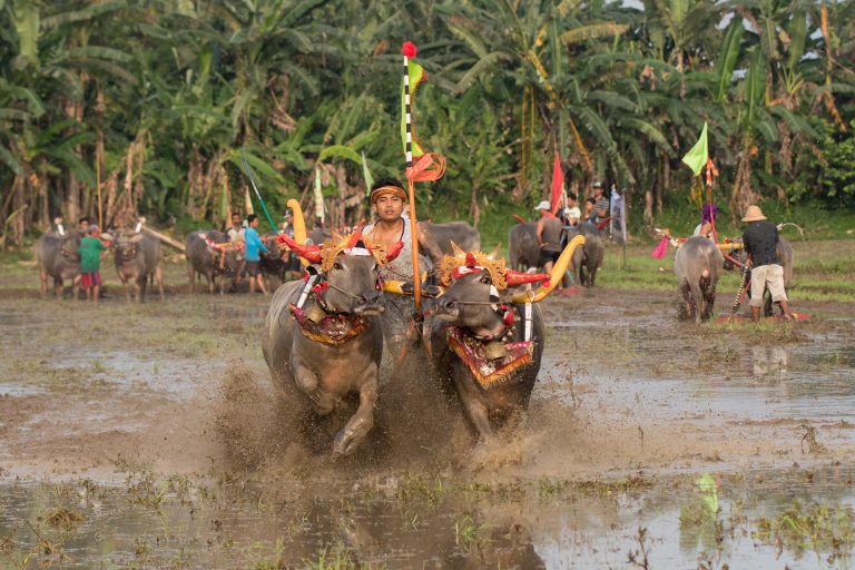 Makepung Lampit – Jembrana, West Bali