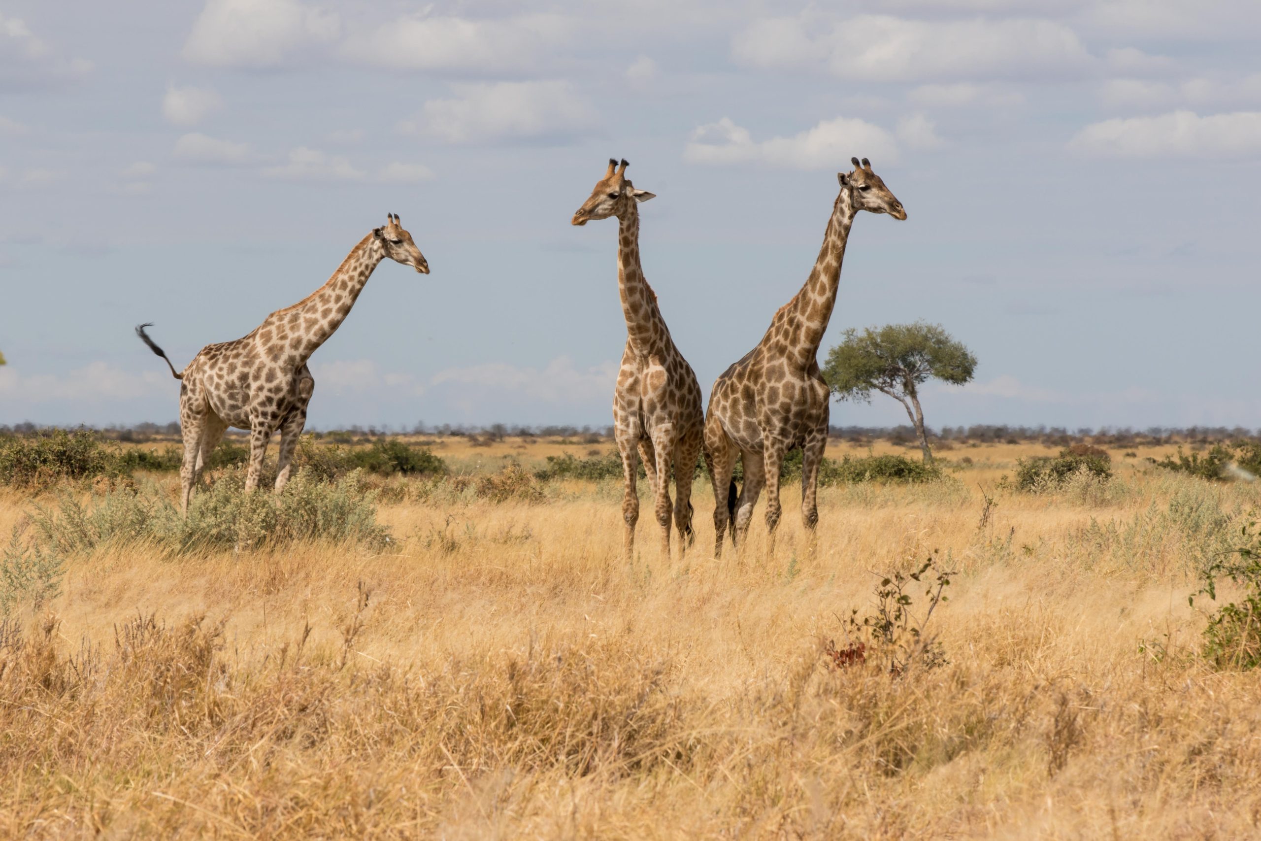 Africa, Chobe National Park, Savuti, botswana