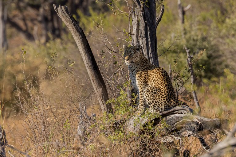 Africa, Khwai, botswana