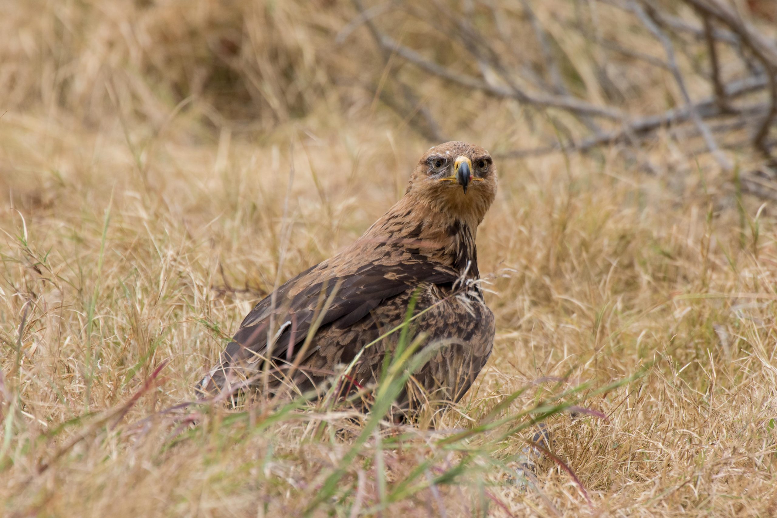 Africa, Moremi Game Reserve, botswana