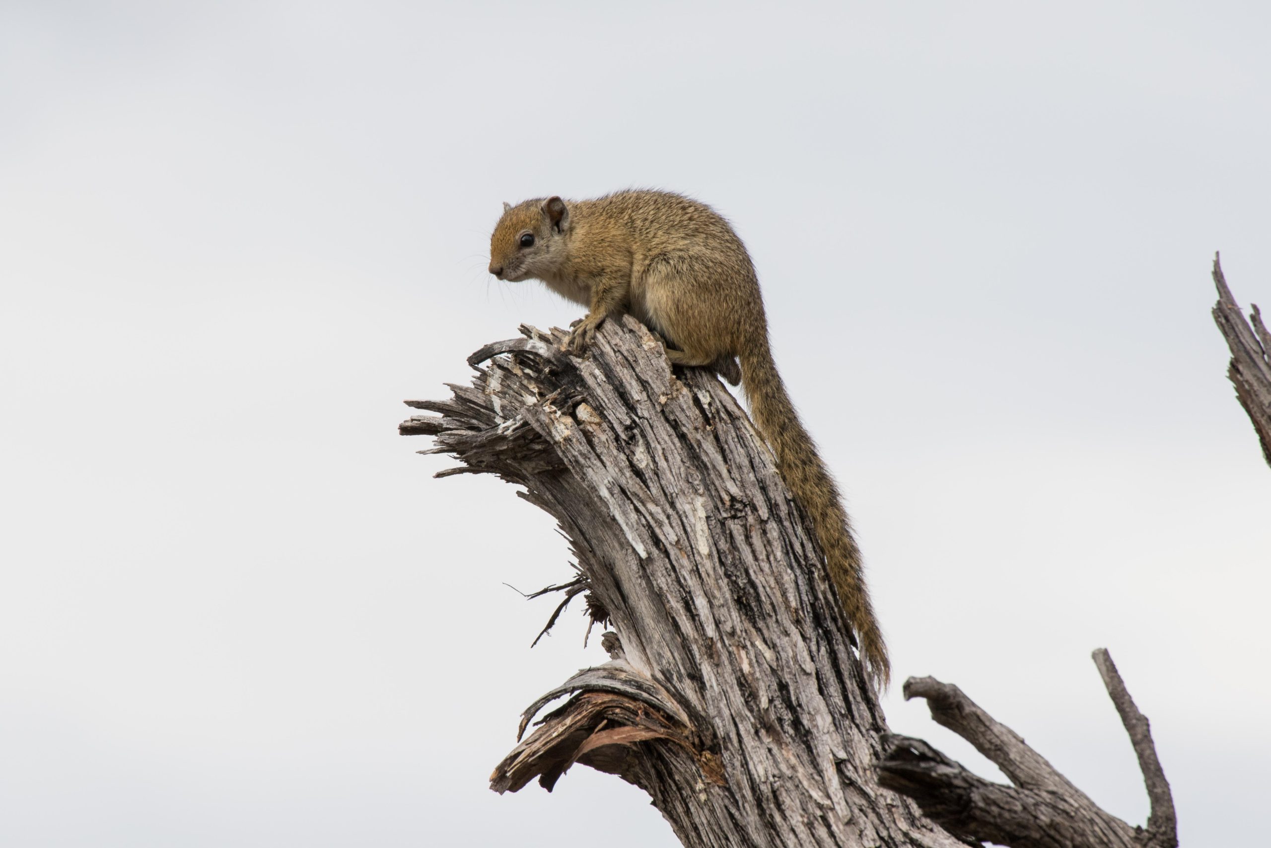 Africa, Moremi Game Reserve, botswana