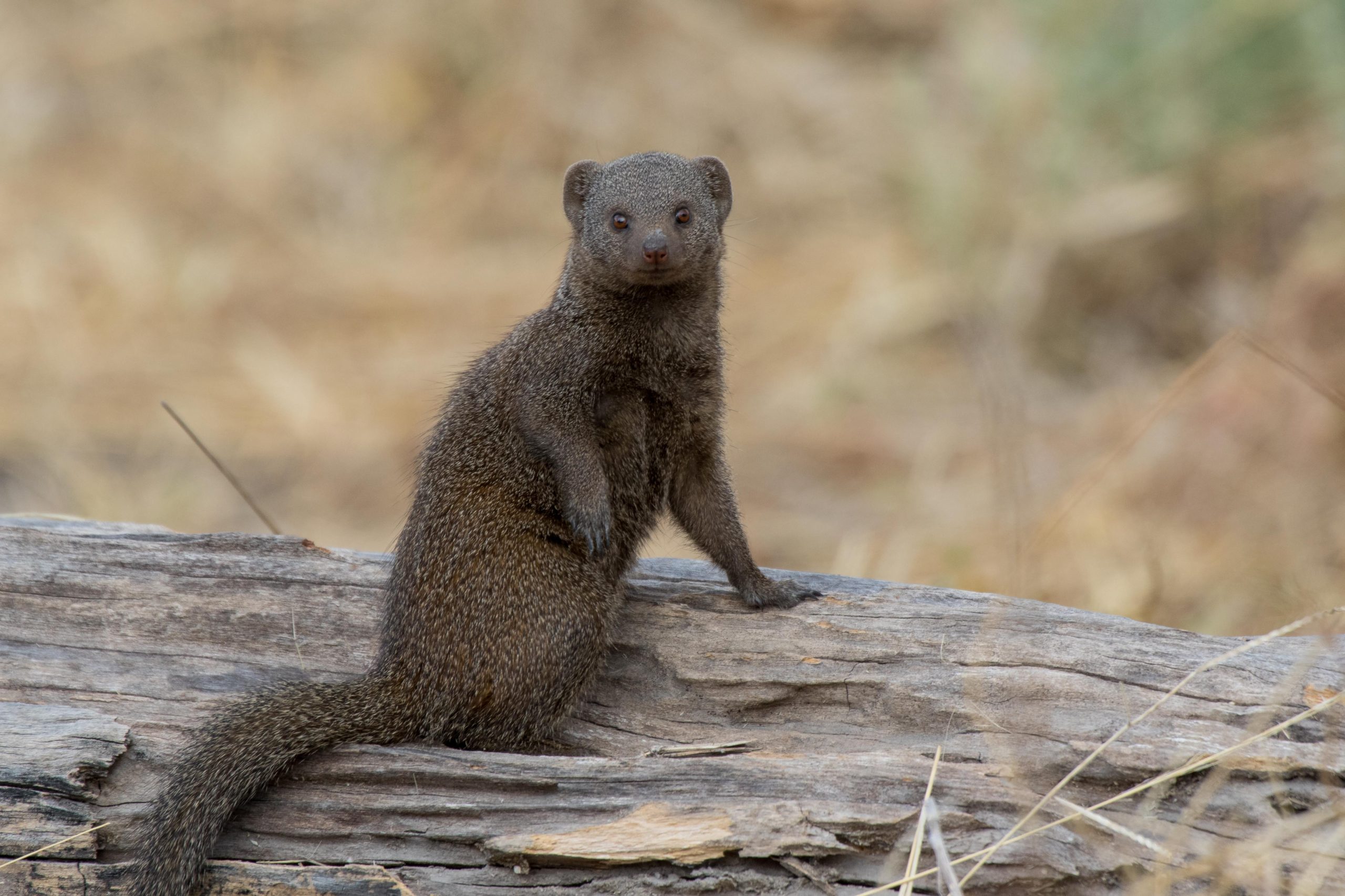 Africa, Moremi Game Reserve, botswana