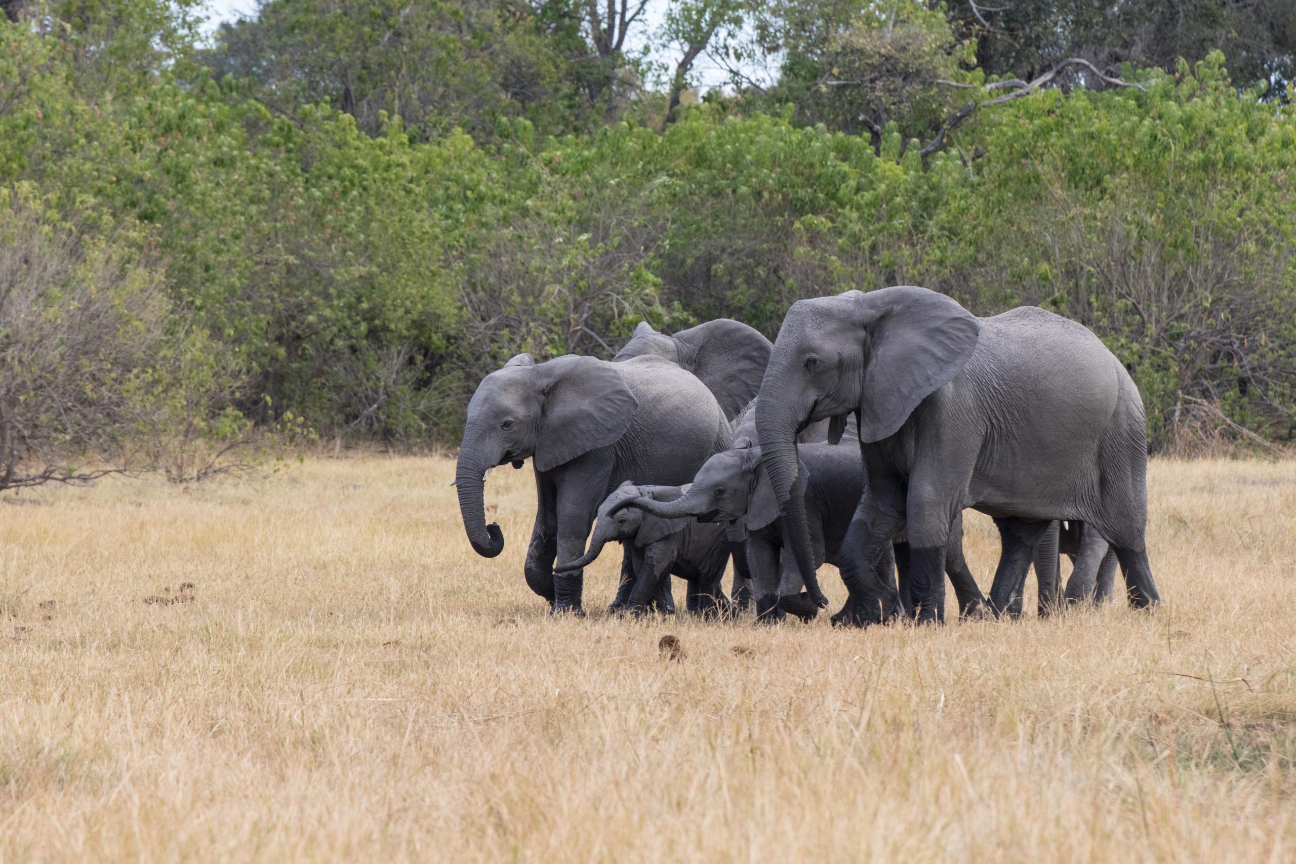 Africa, Moremi Game Reserve, botswana