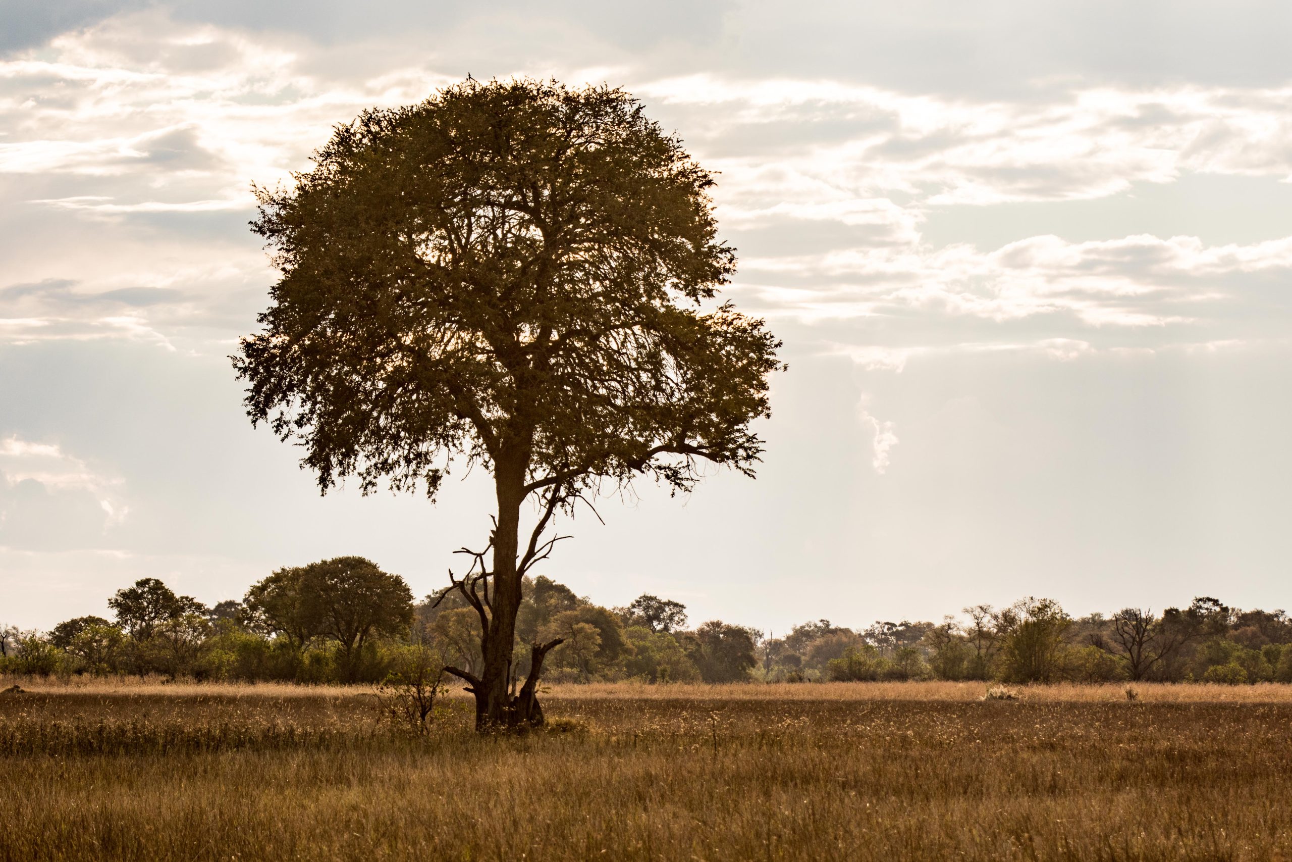 Africa, Moremi Game Reserve, botswana