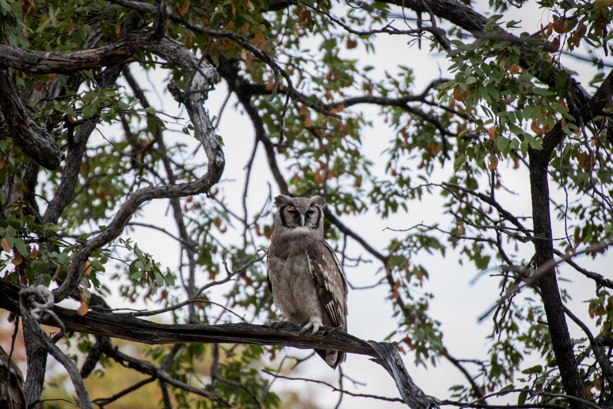 Africa, Moremi Game Reserve, botswana