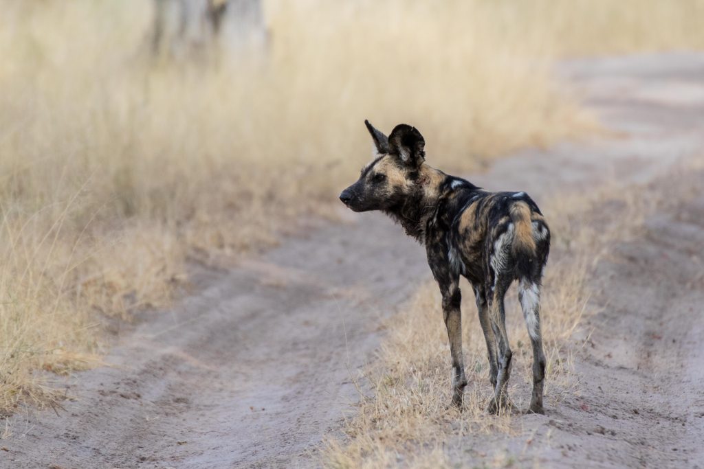 Africa, Moremi Game Reserve, botswana