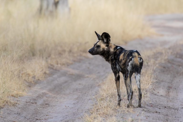 Africa, Moremi Game Reserve, botswana