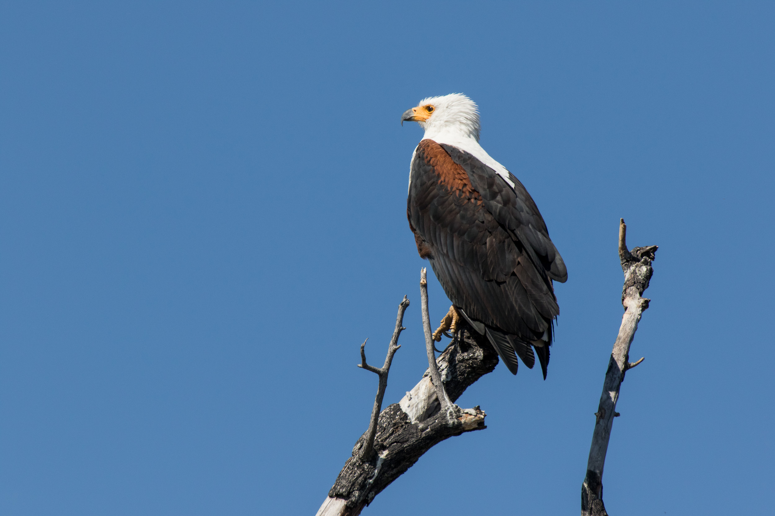 Africa, Moremi Game Reserve, Okavango, botswana