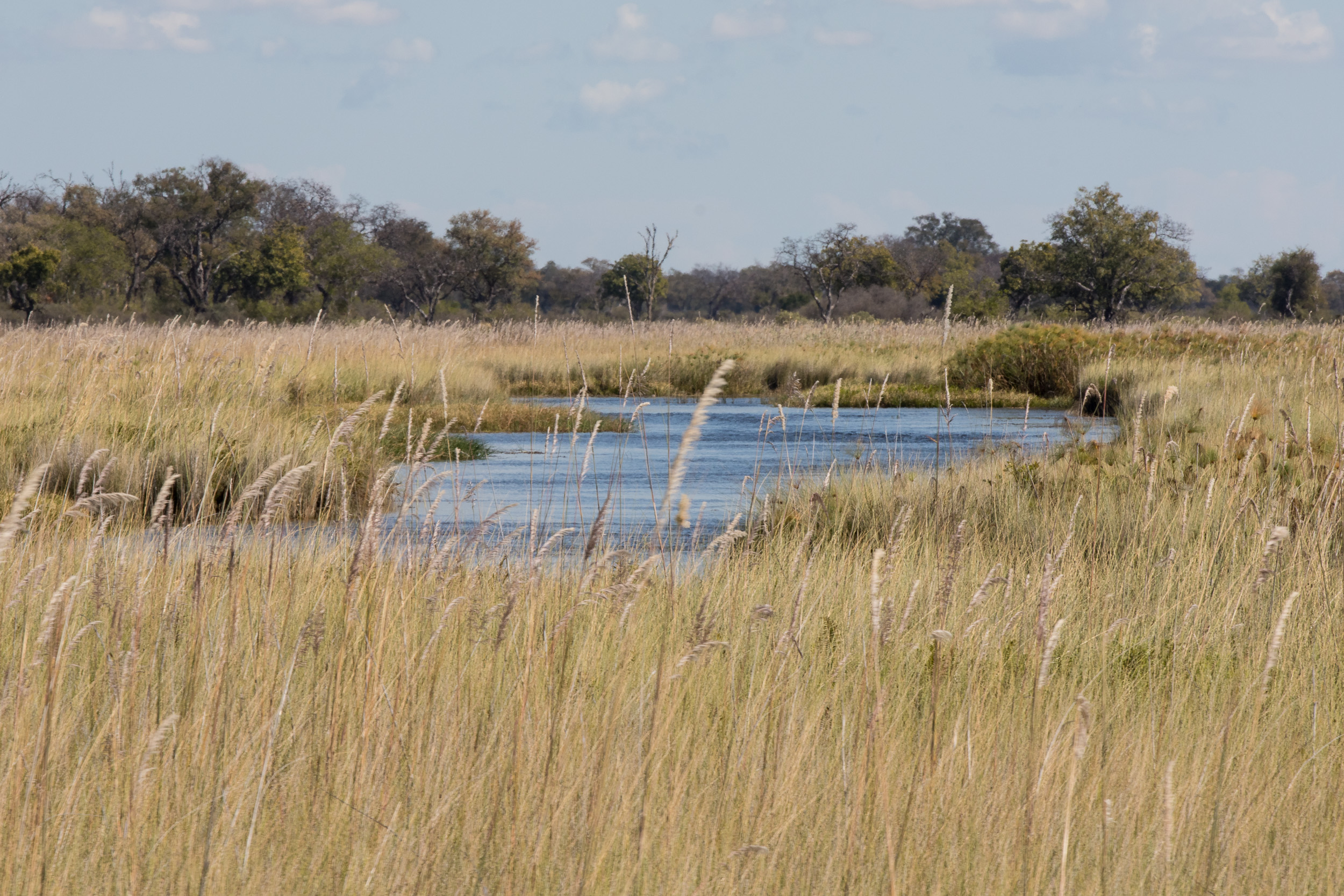 Africa, Moremi Game Reserve, Okavango, botswana