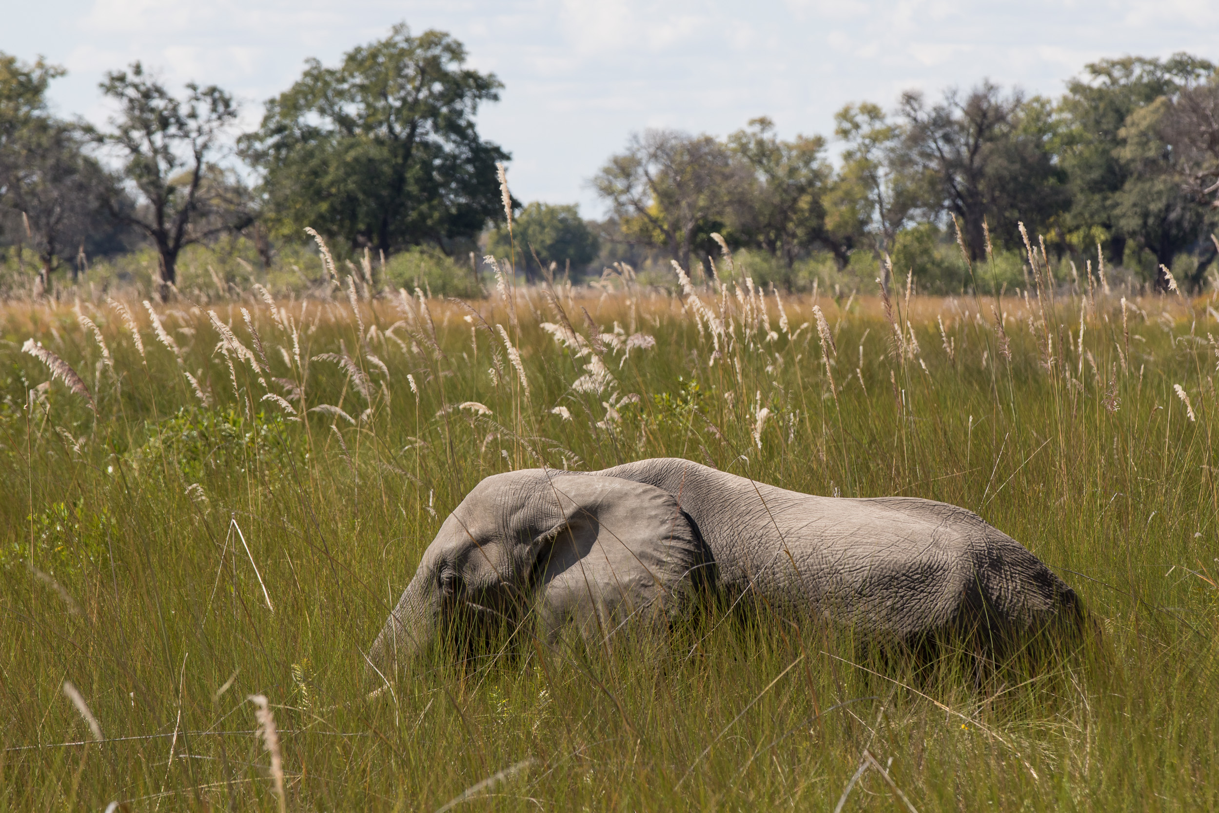 Africa, Moremi Game Reserve, Okavango, botswana