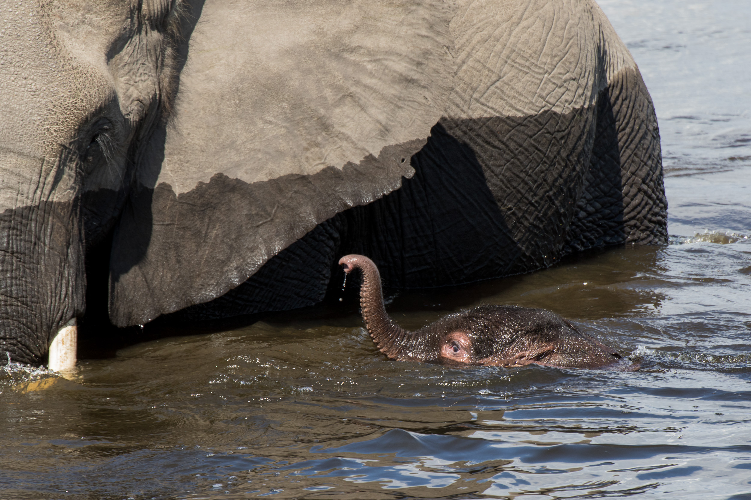 Africa, Moremi Game Reserve, Okavango, botswana