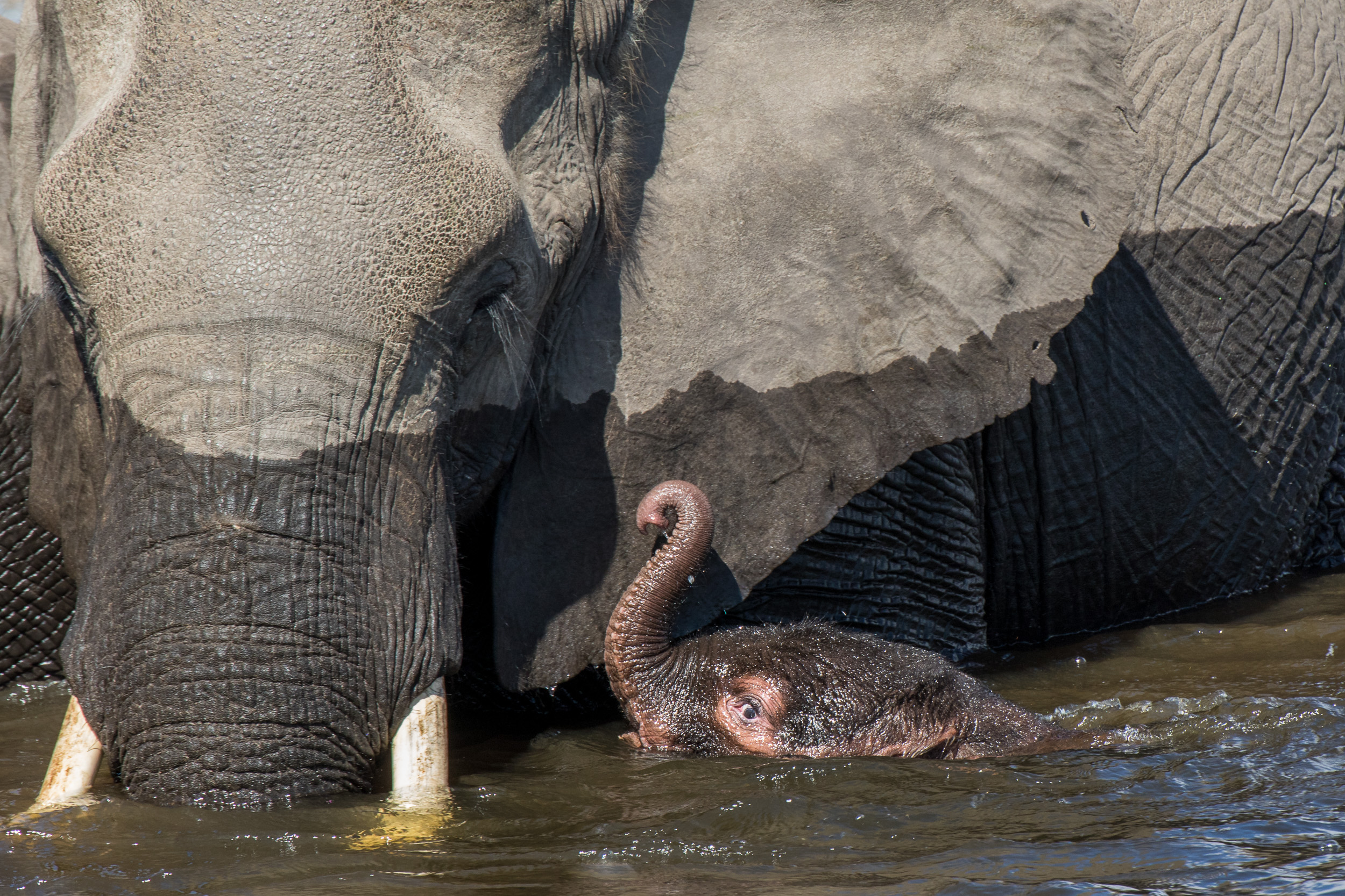 Africa, Moremi Game Reserve, Okavango, People & Tribes, botswana, dio