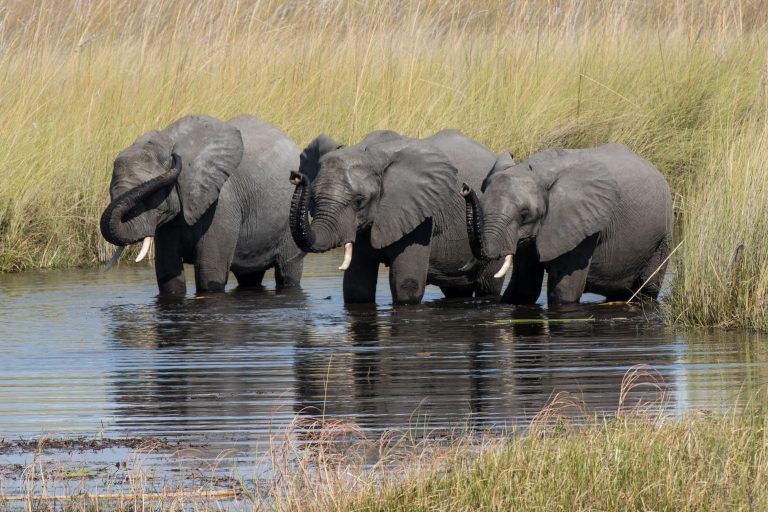 Africa, Moremi Game Reserve, Okavango, Wildlife, botswana