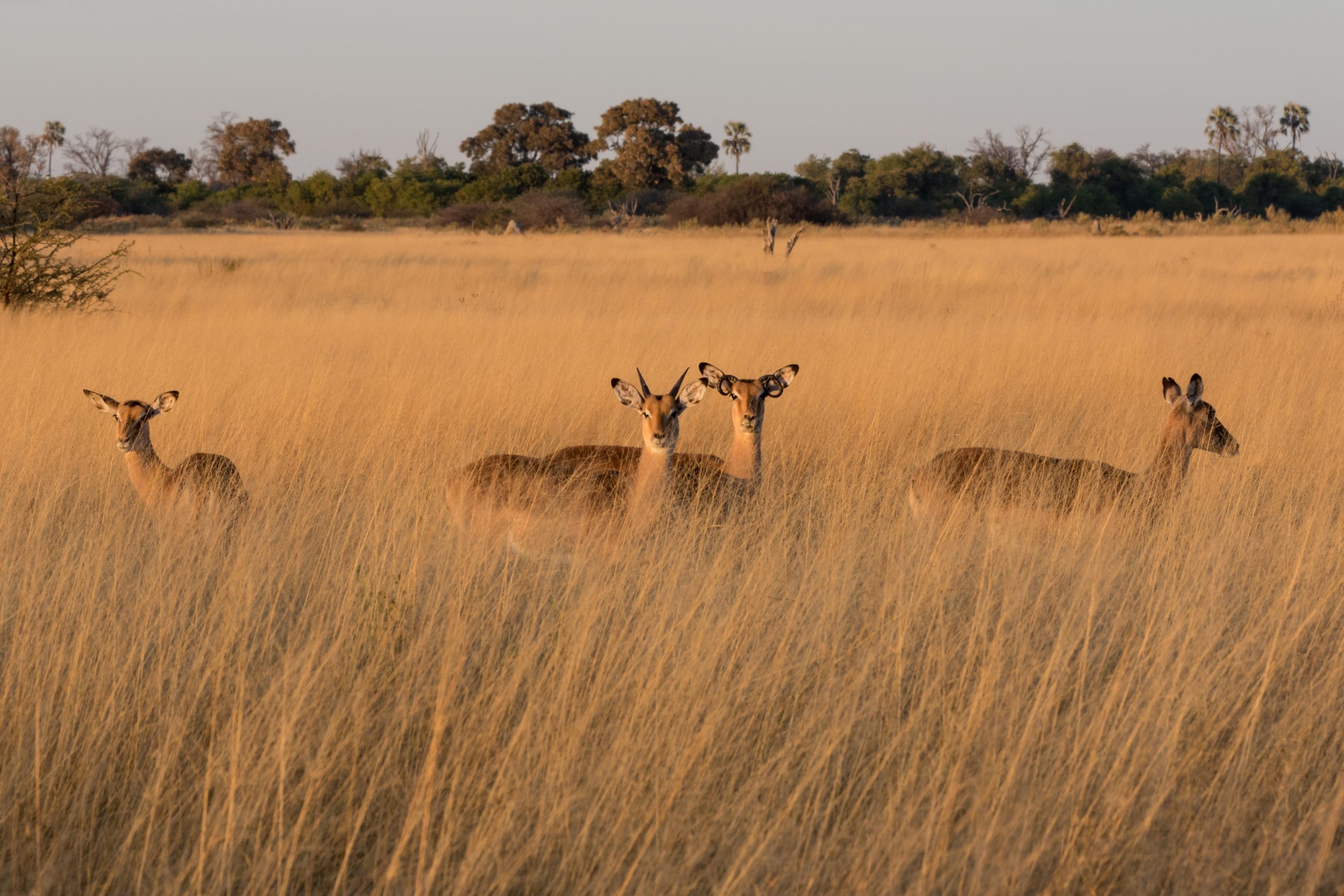 Africa, Moremi Game Reserve, botswana