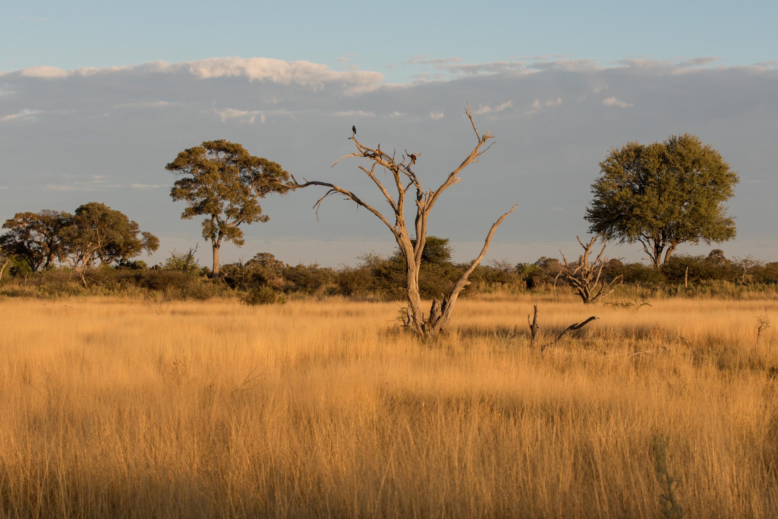 Africa, Moremi Game Reserve, botswana