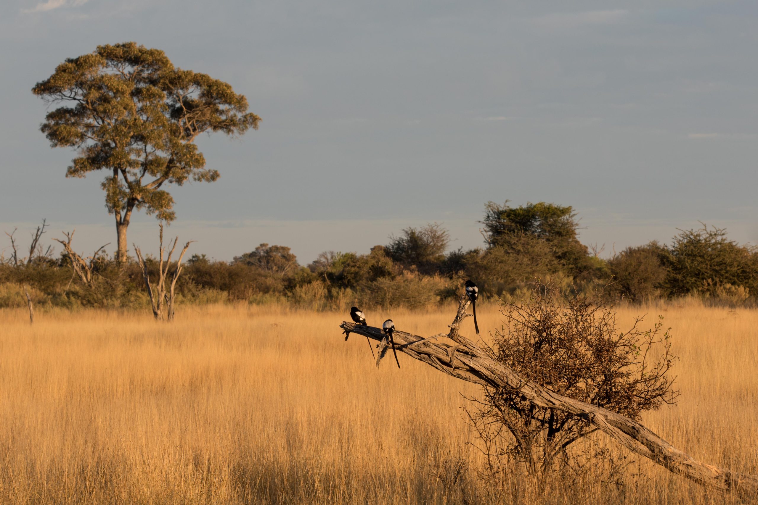 Africa, Moremi Game Reserve, botswana