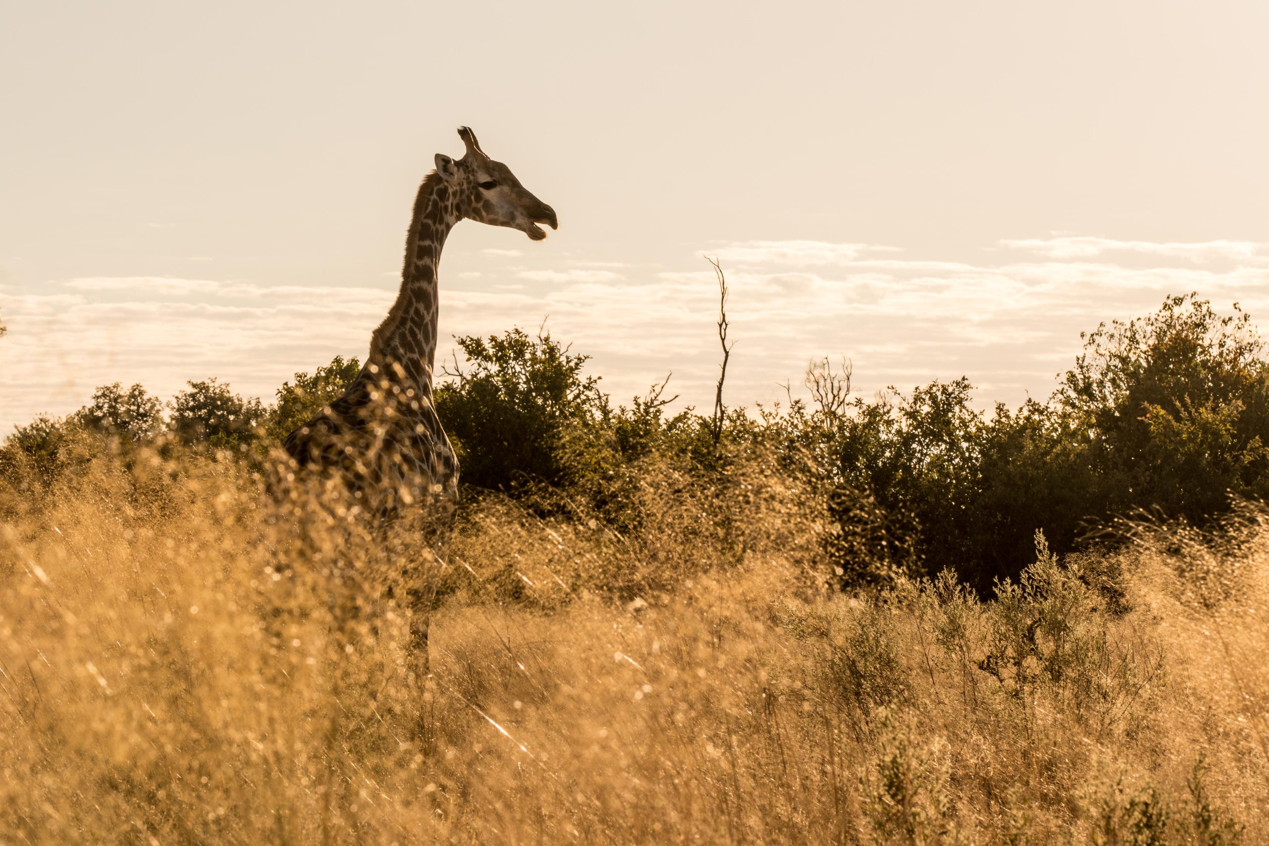 Africa, Moremi Game Reserve, botswana