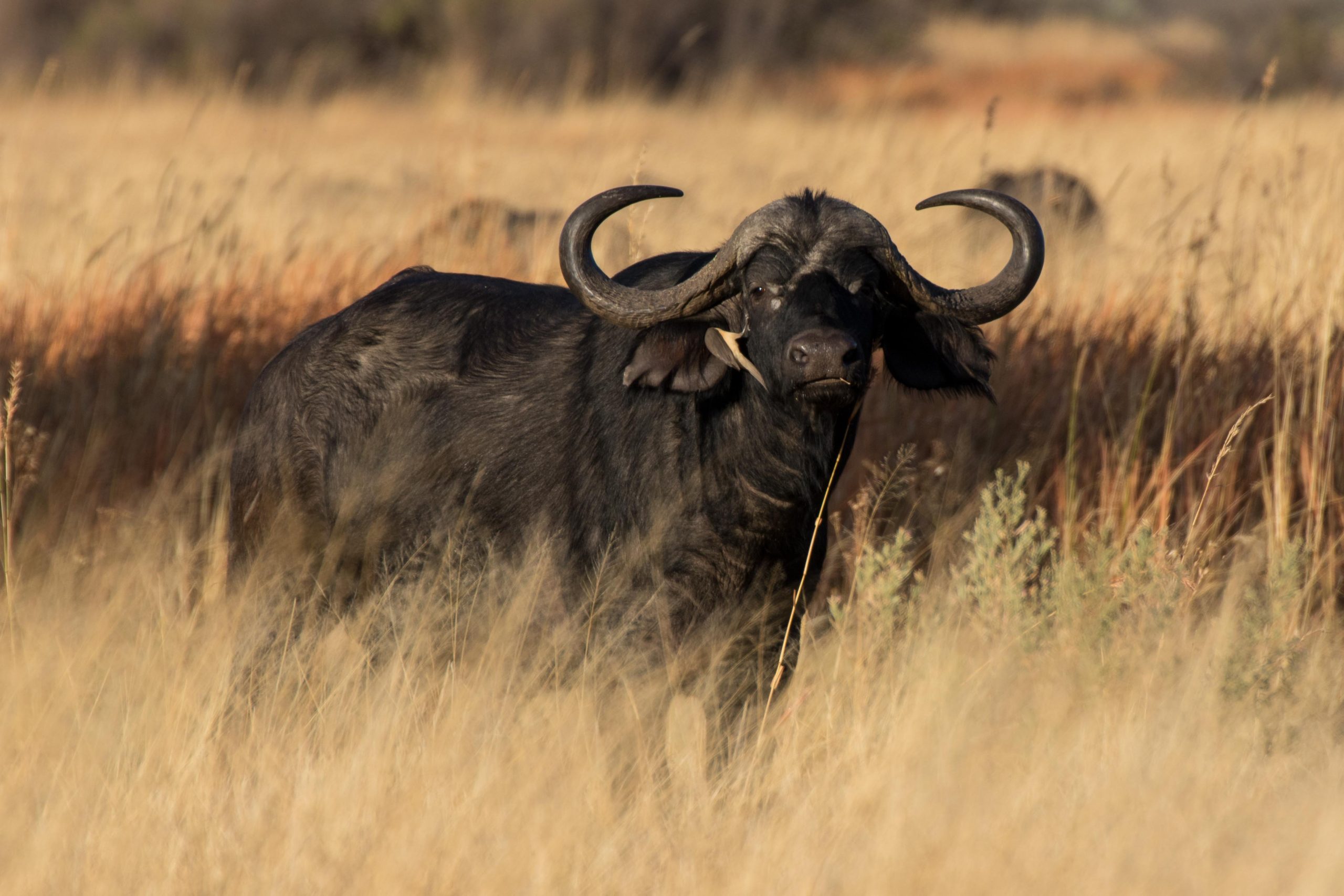 Africa, Moremi Game Reserve, botswana