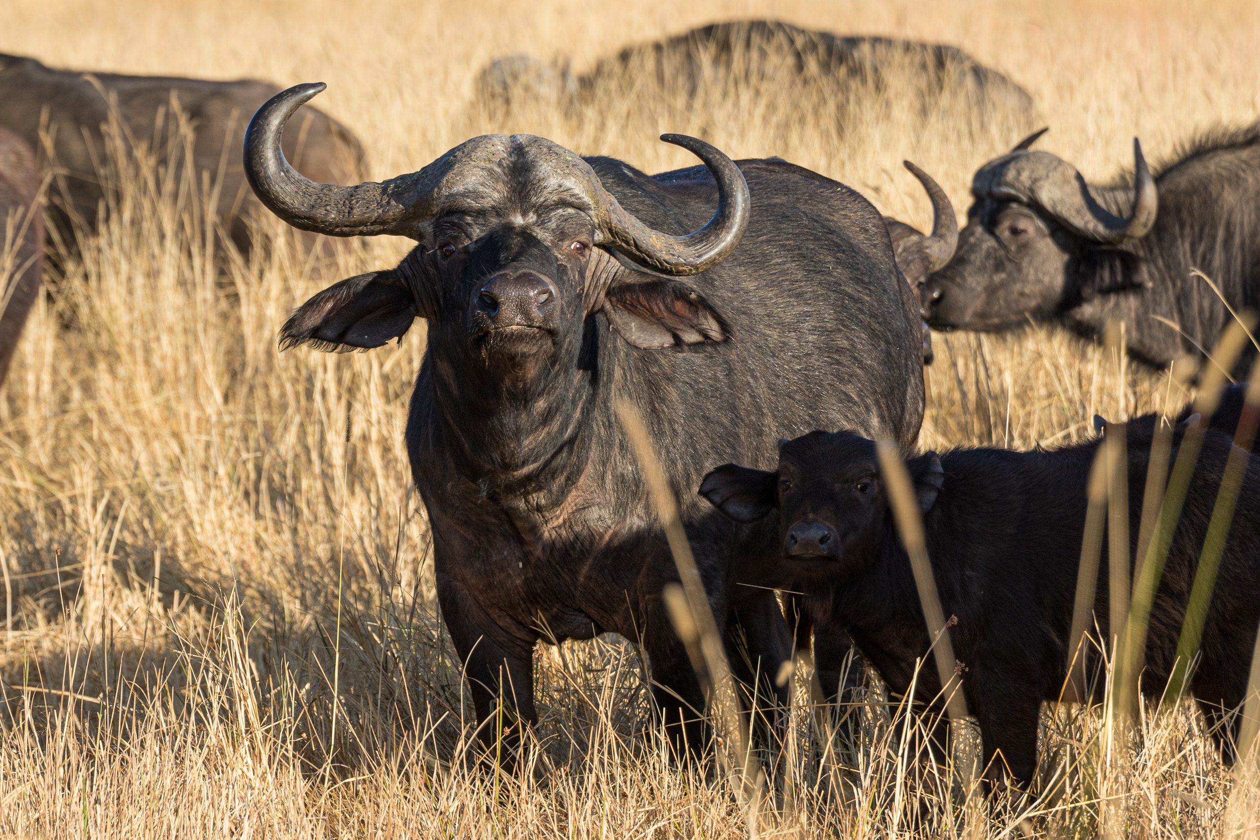 Africa, Moremi Game Reserve, botswana