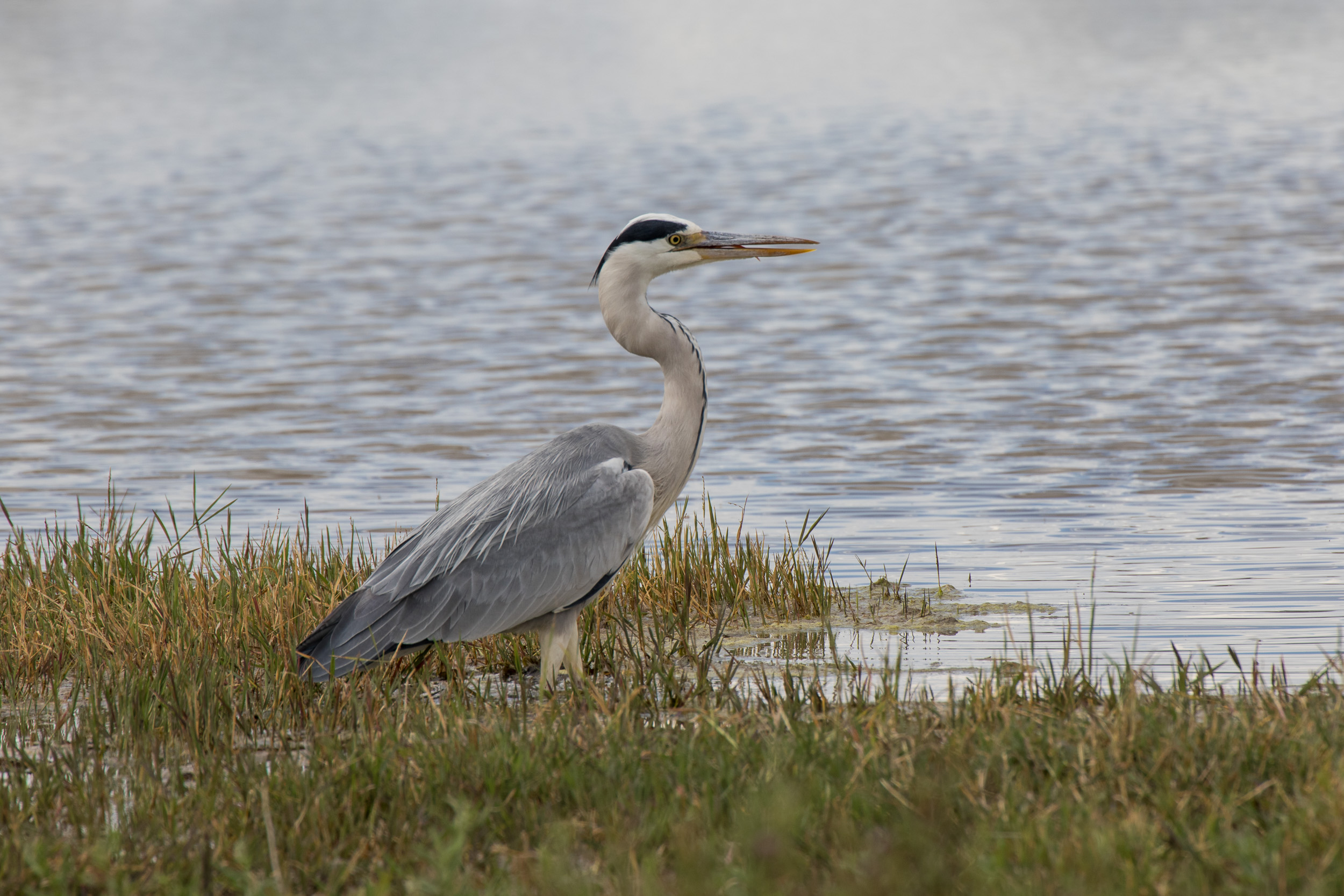 Africa, Moremi Game Reserve, botswana
