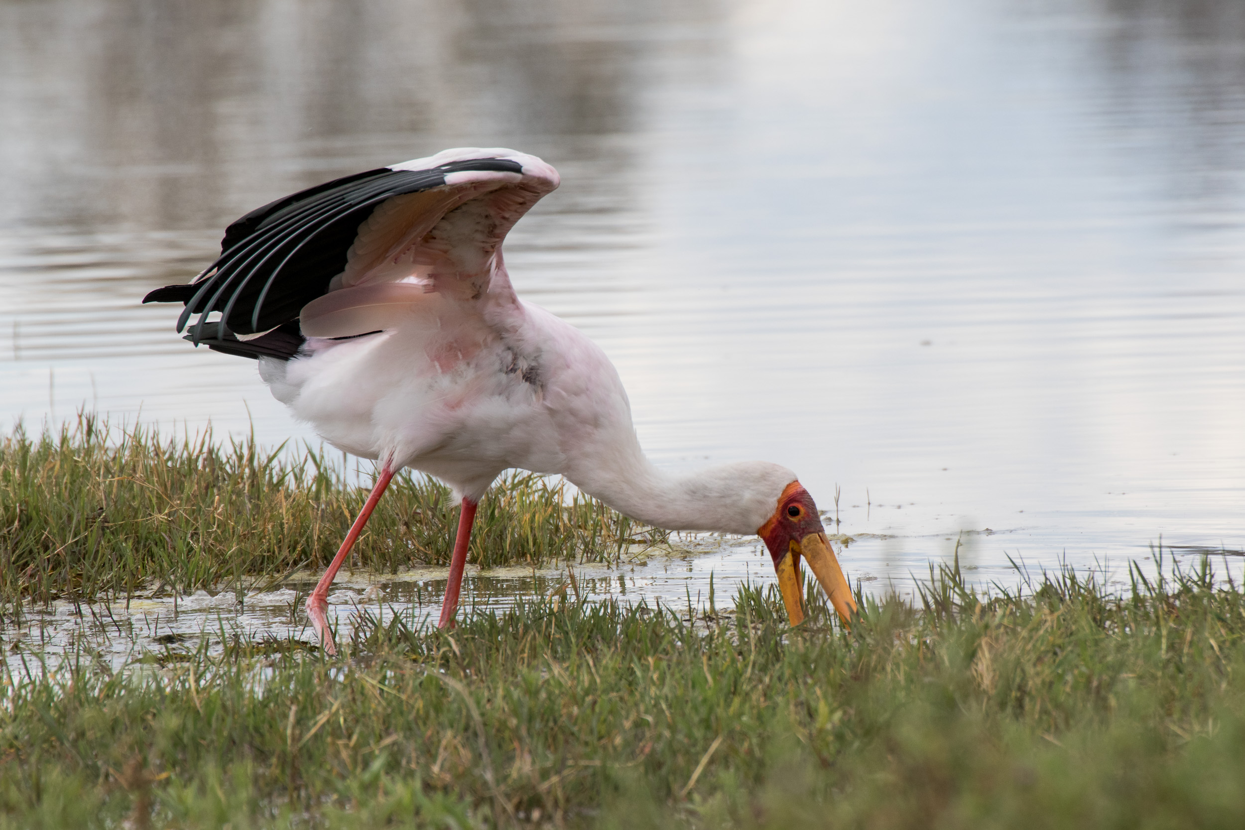 Africa, Moremi Game Reserve, botswana
