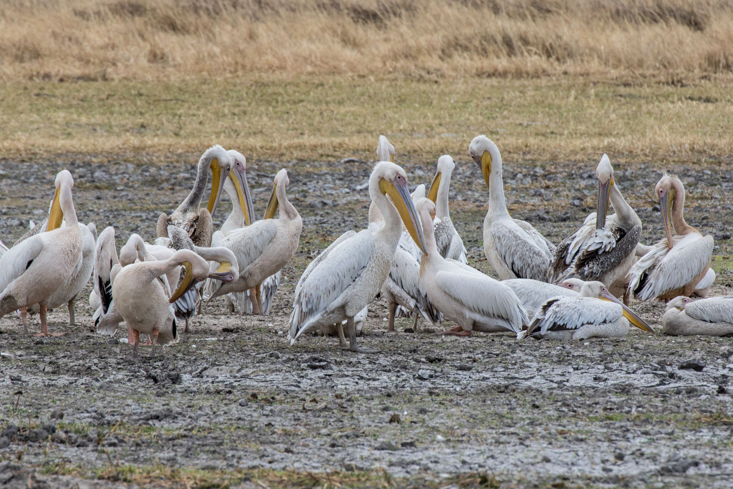 Africa, Moremi Game Reserve, botswana