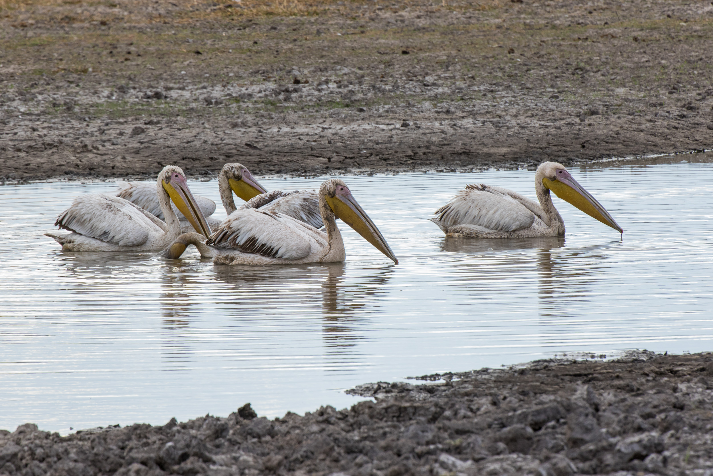 Africa, Moremi Game Reserve, botswana