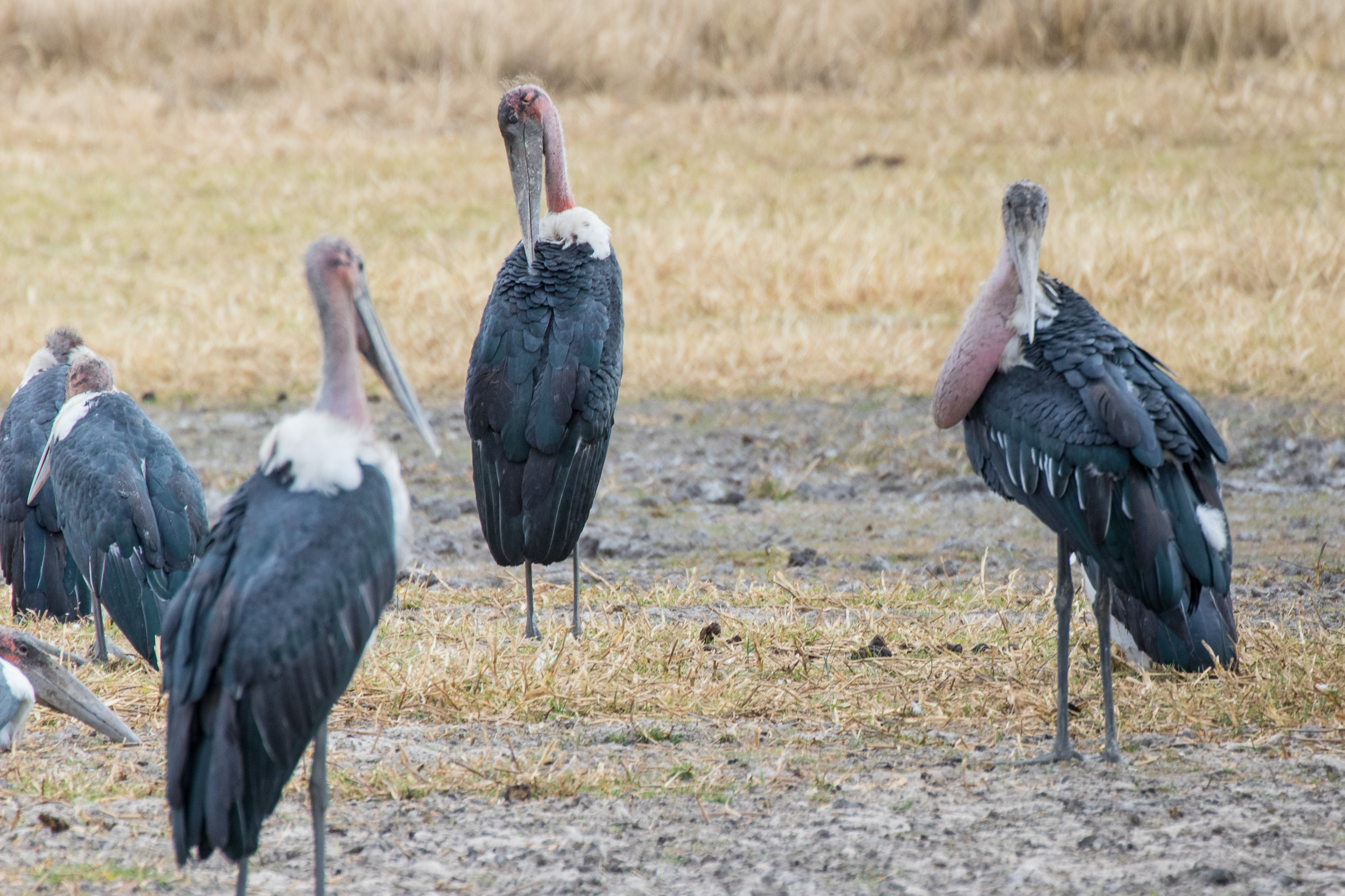 Africa, Moremi Game Reserve, botswana