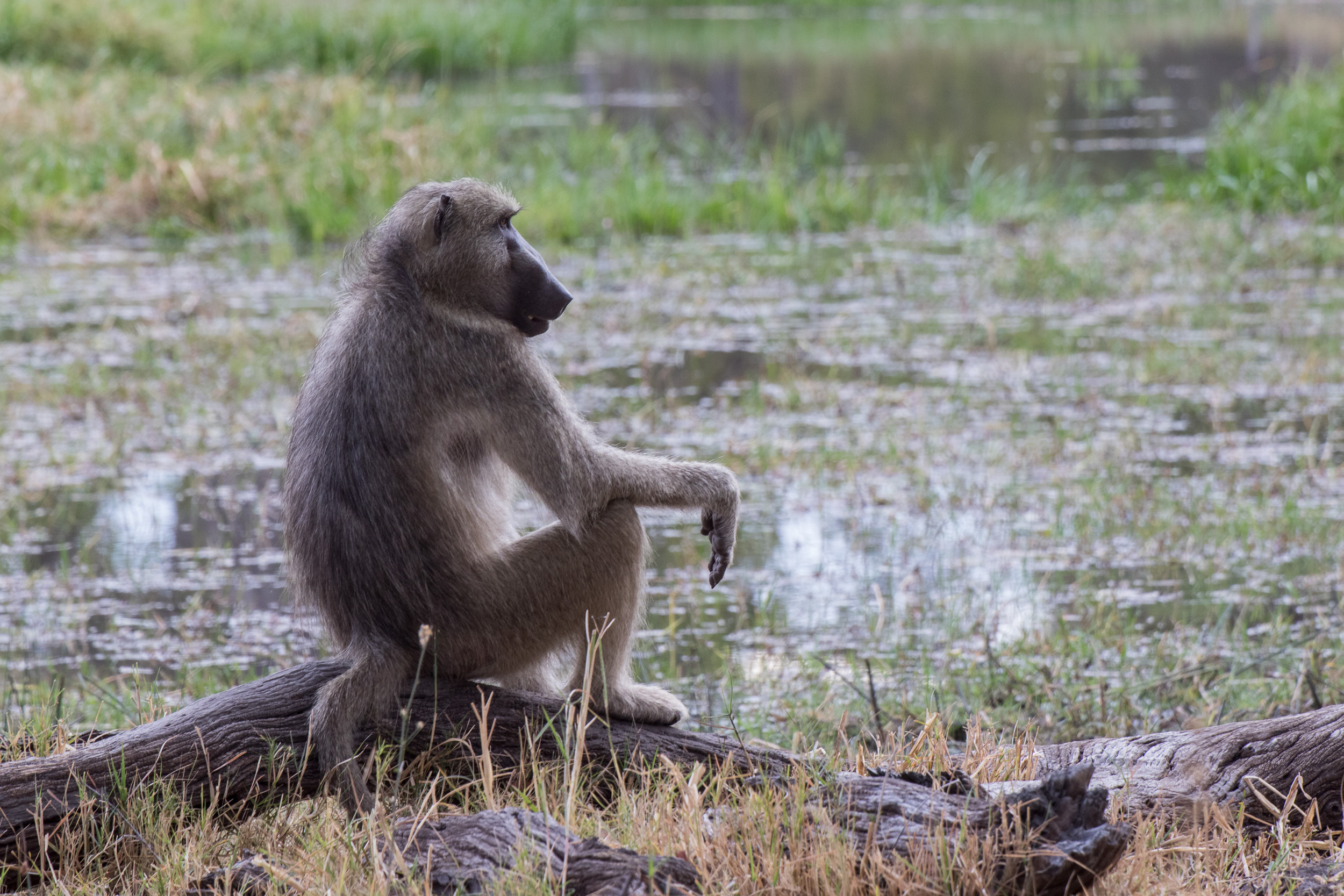 Africa, Moremi Game Reserve, botswana