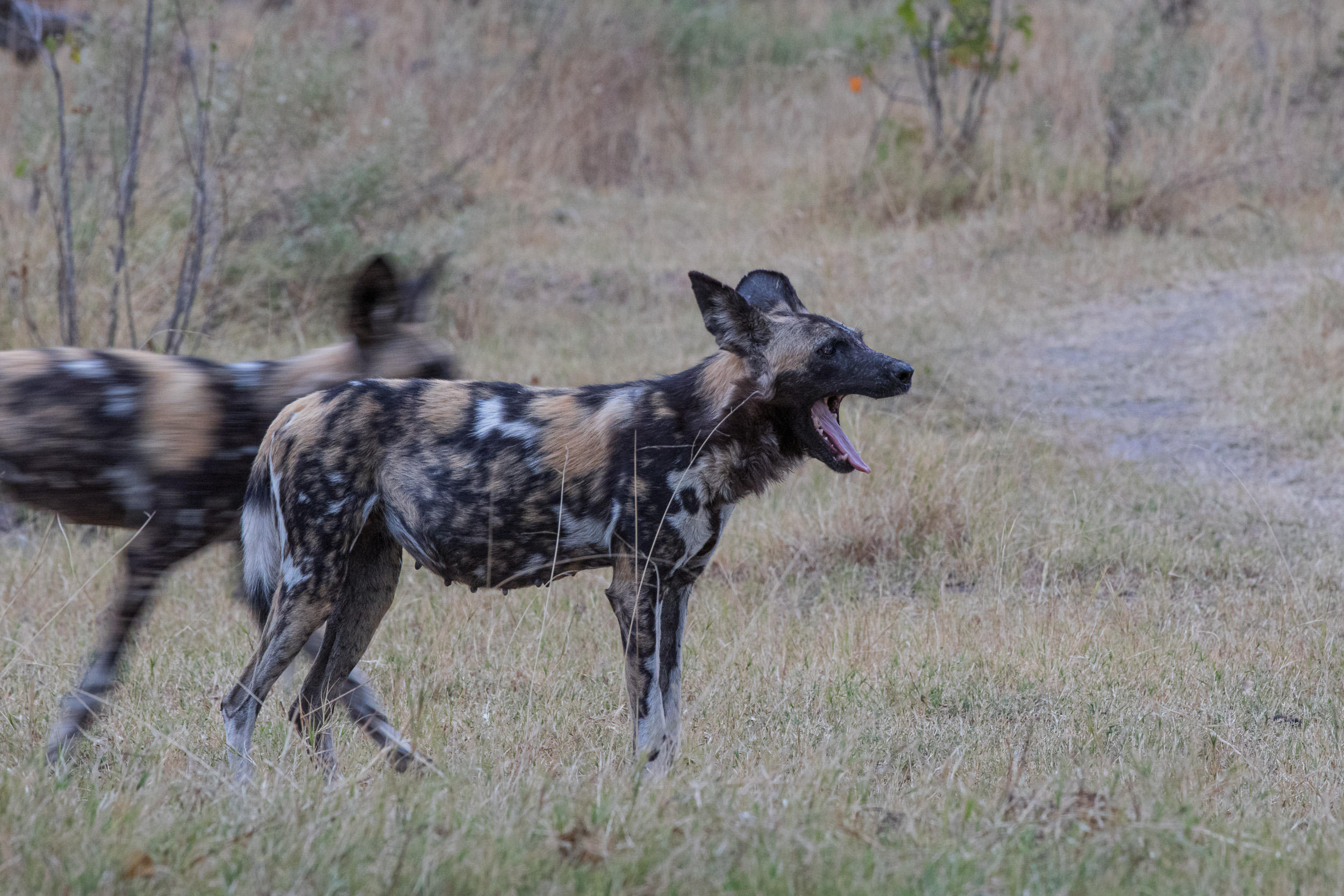 Africa, Moremi Game Reserve, botswana