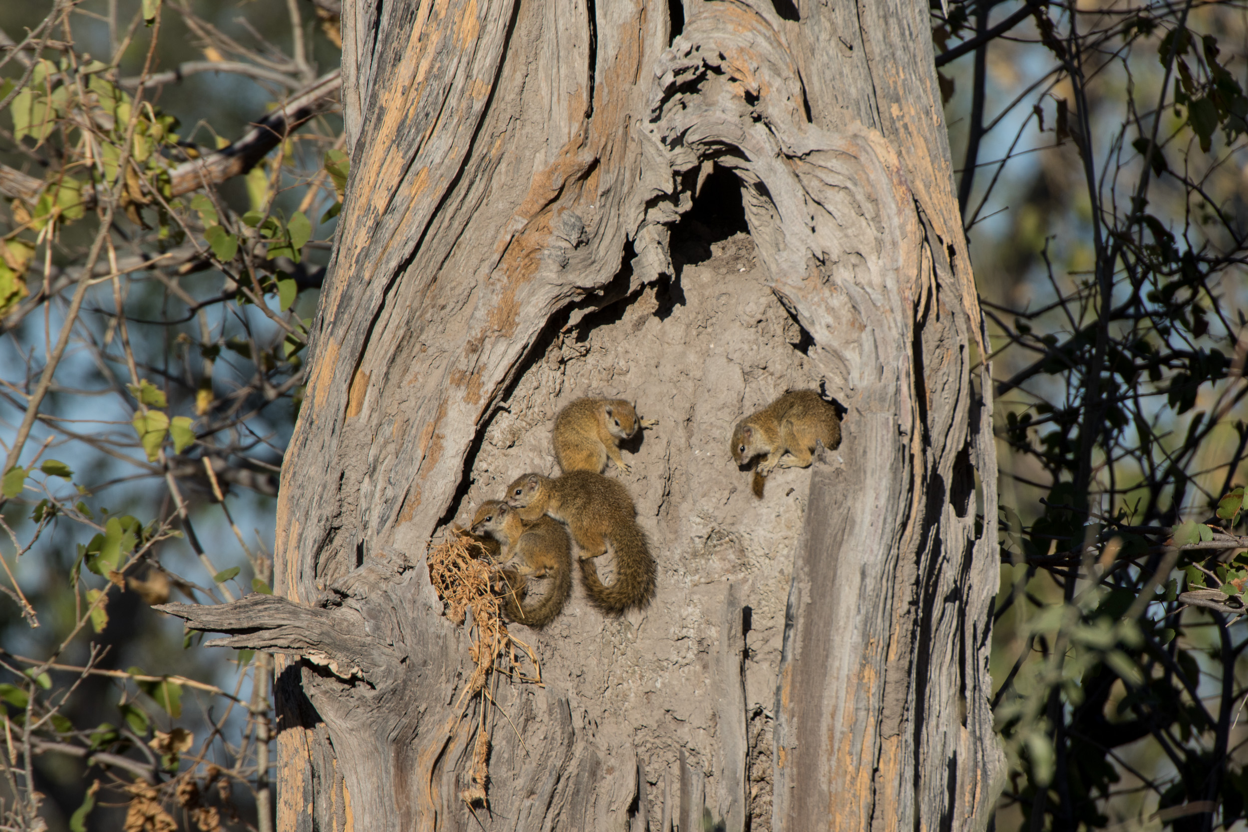 Africa, Moremi Game Reserve, botswana