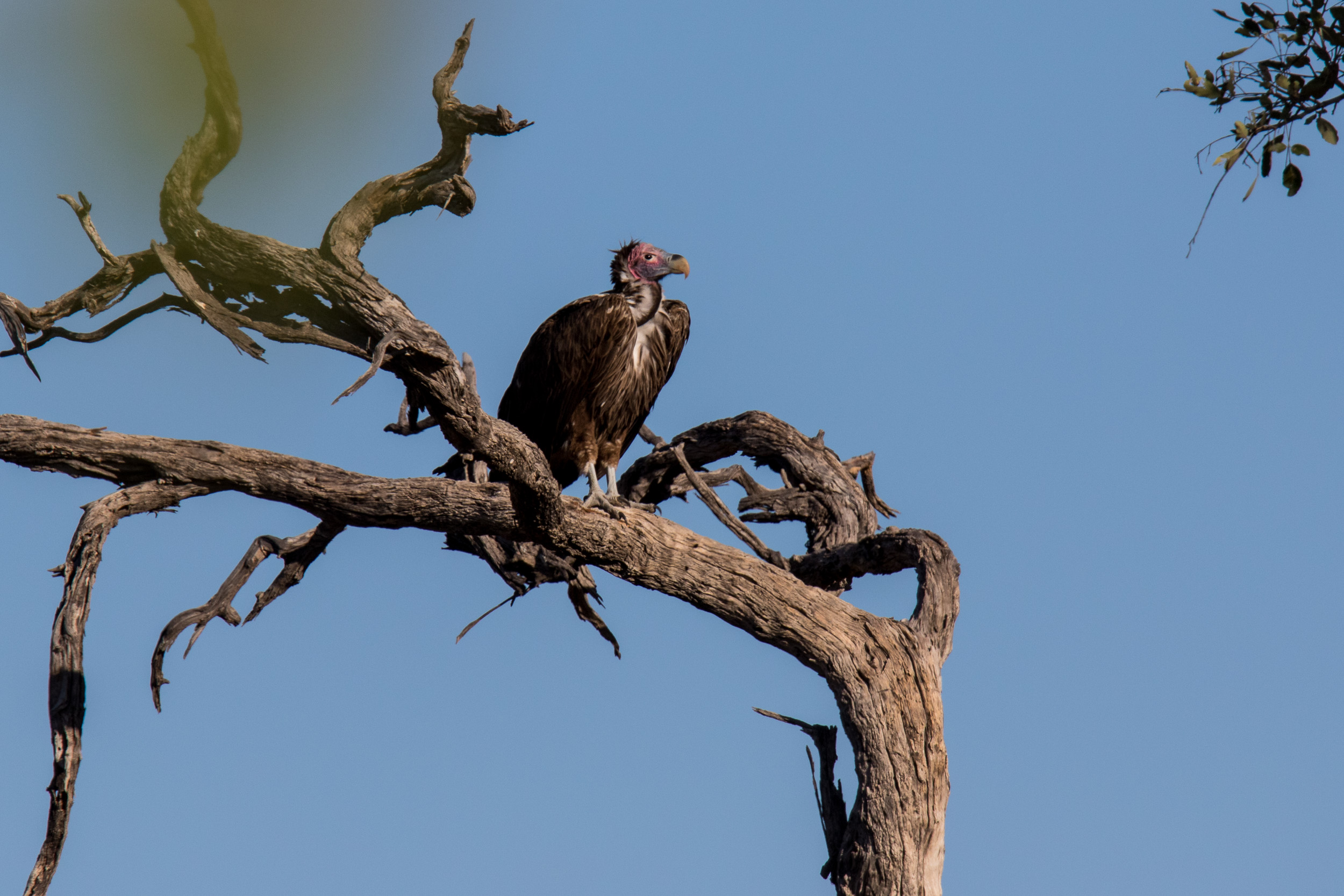 Africa, Moremi Game Reserve, botswana