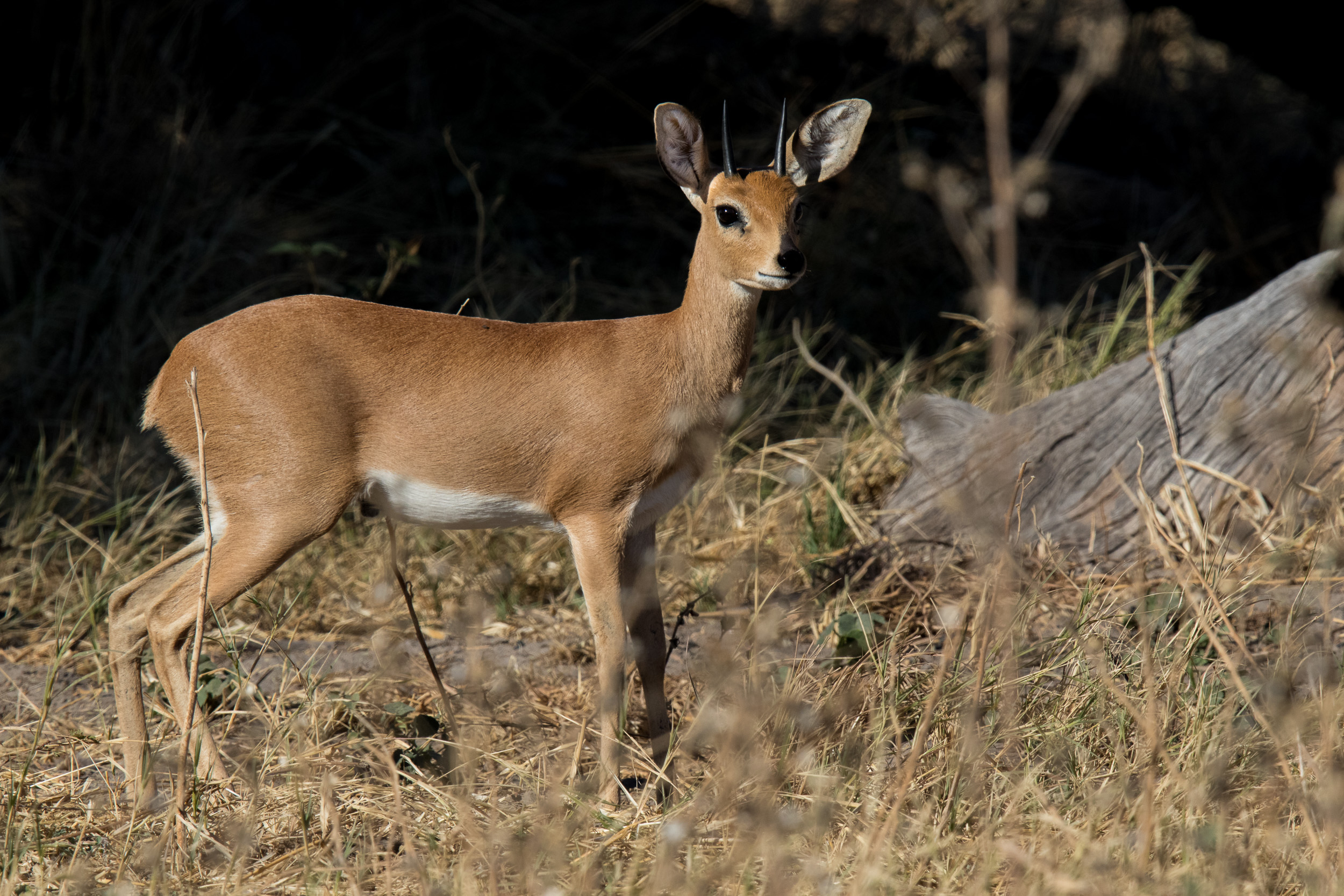 Africa, Moremi Game Reserve, botswana