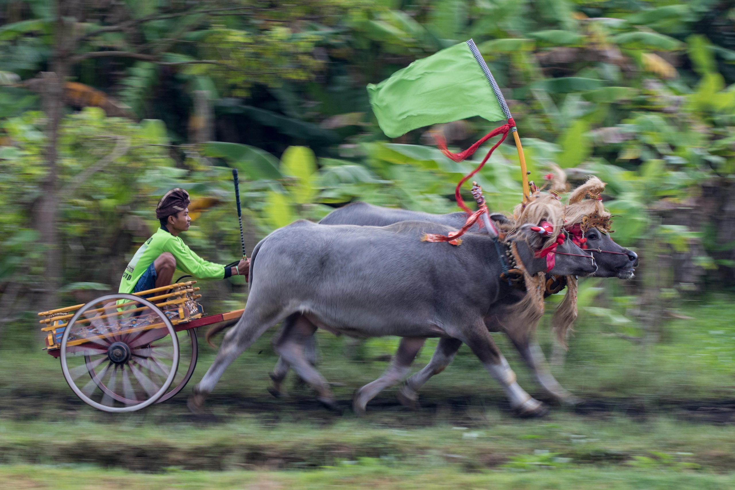 Bali, Culture, Indonesia, Makepung, Negara, bull races