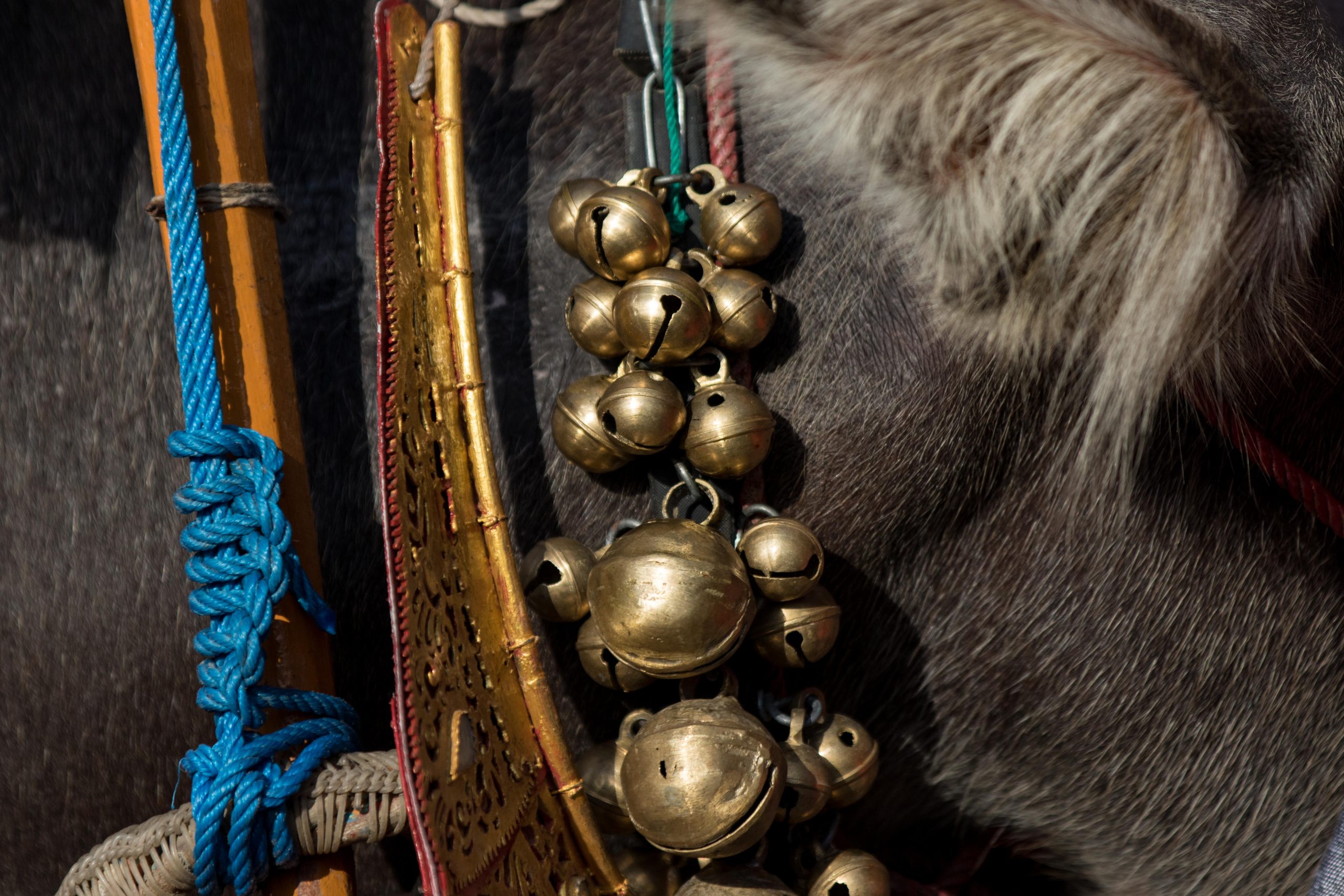 Bali, Culture, Indonesia, Makepung, Negara