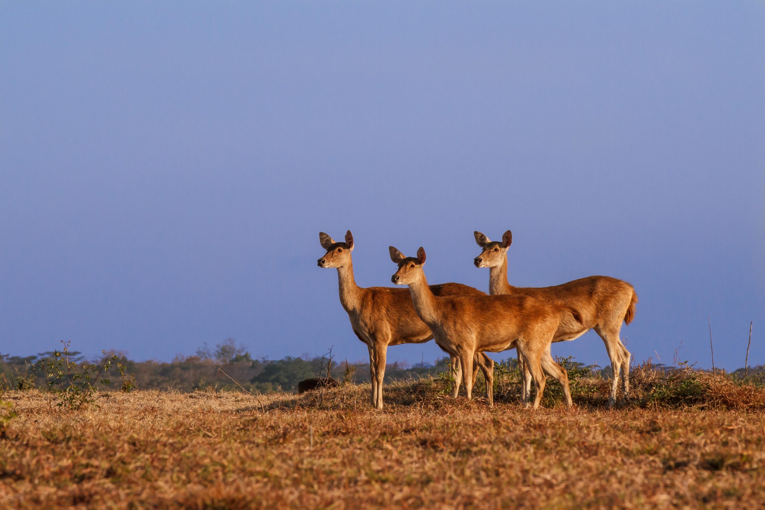 Java Deer at sunset on the Baluran savanna