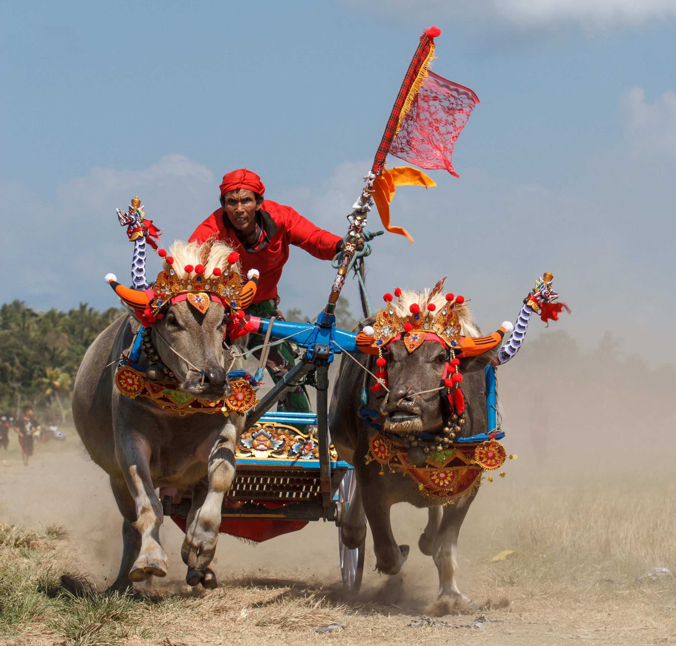 Bali, Culture, Indonesia, Makepung, Negara, Travel