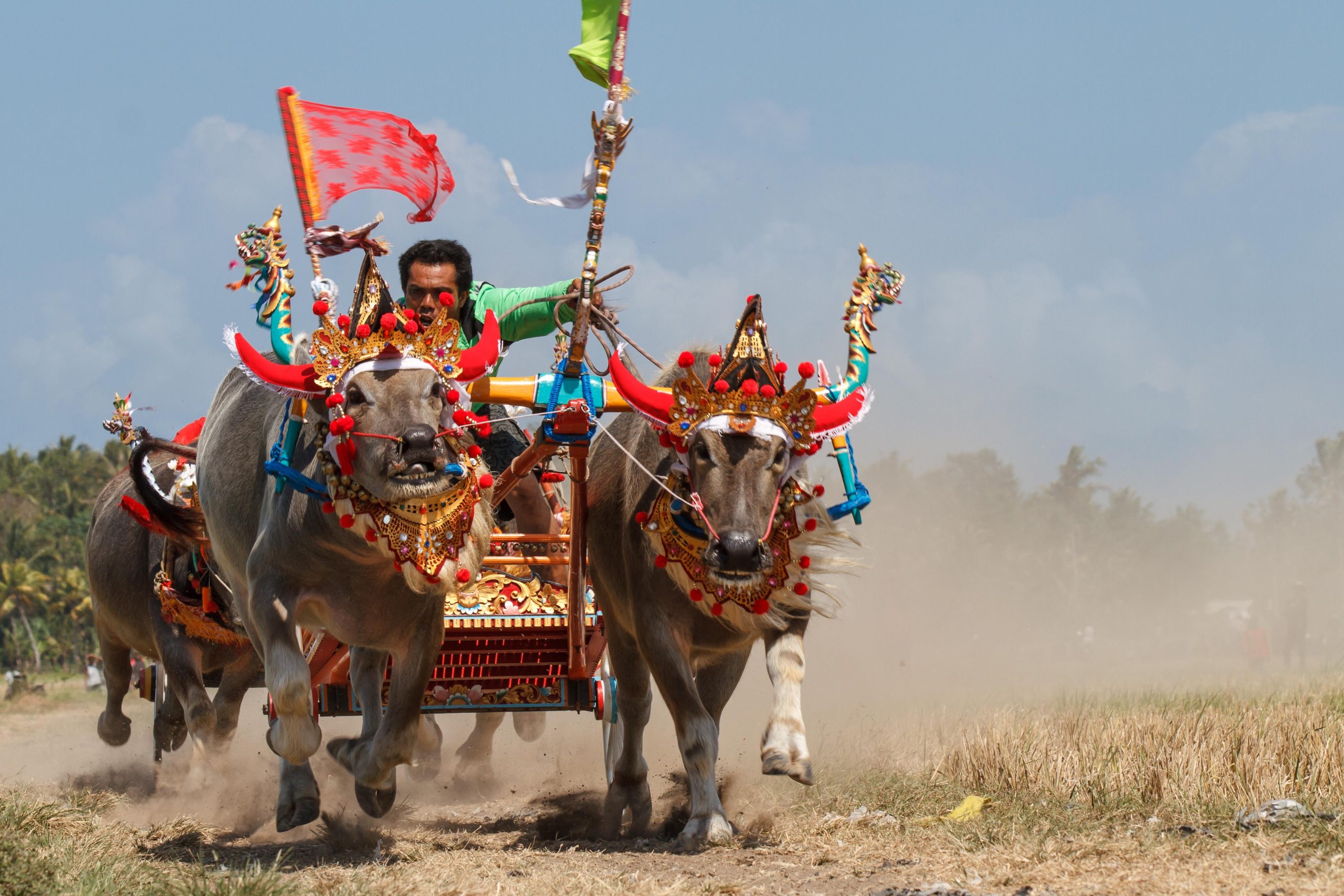 Bali, Culture, Indonesia, Makepung, Negara, Travel