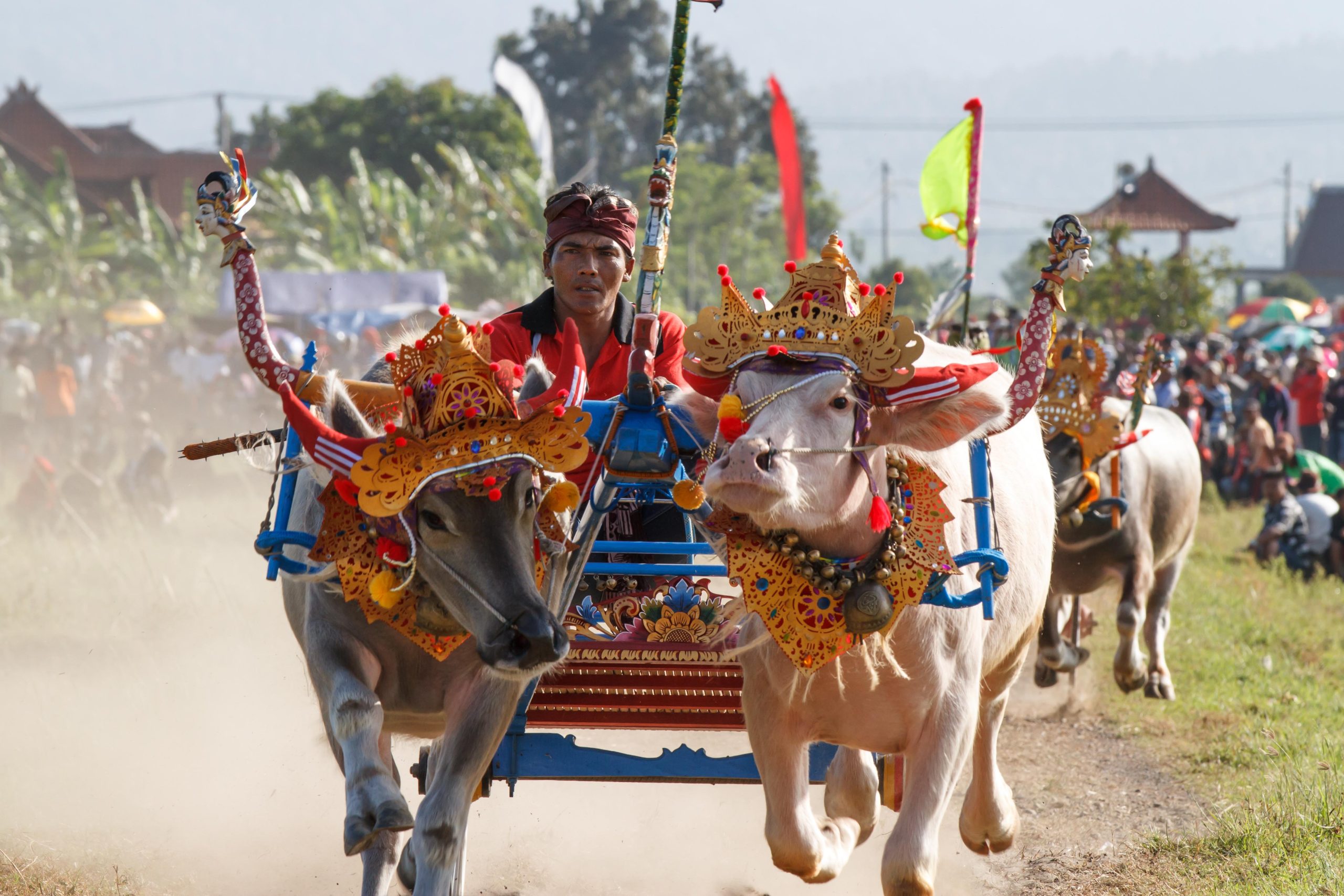 Bali, Culture, Indonesia, Makepung, Negara, Travel, bull races