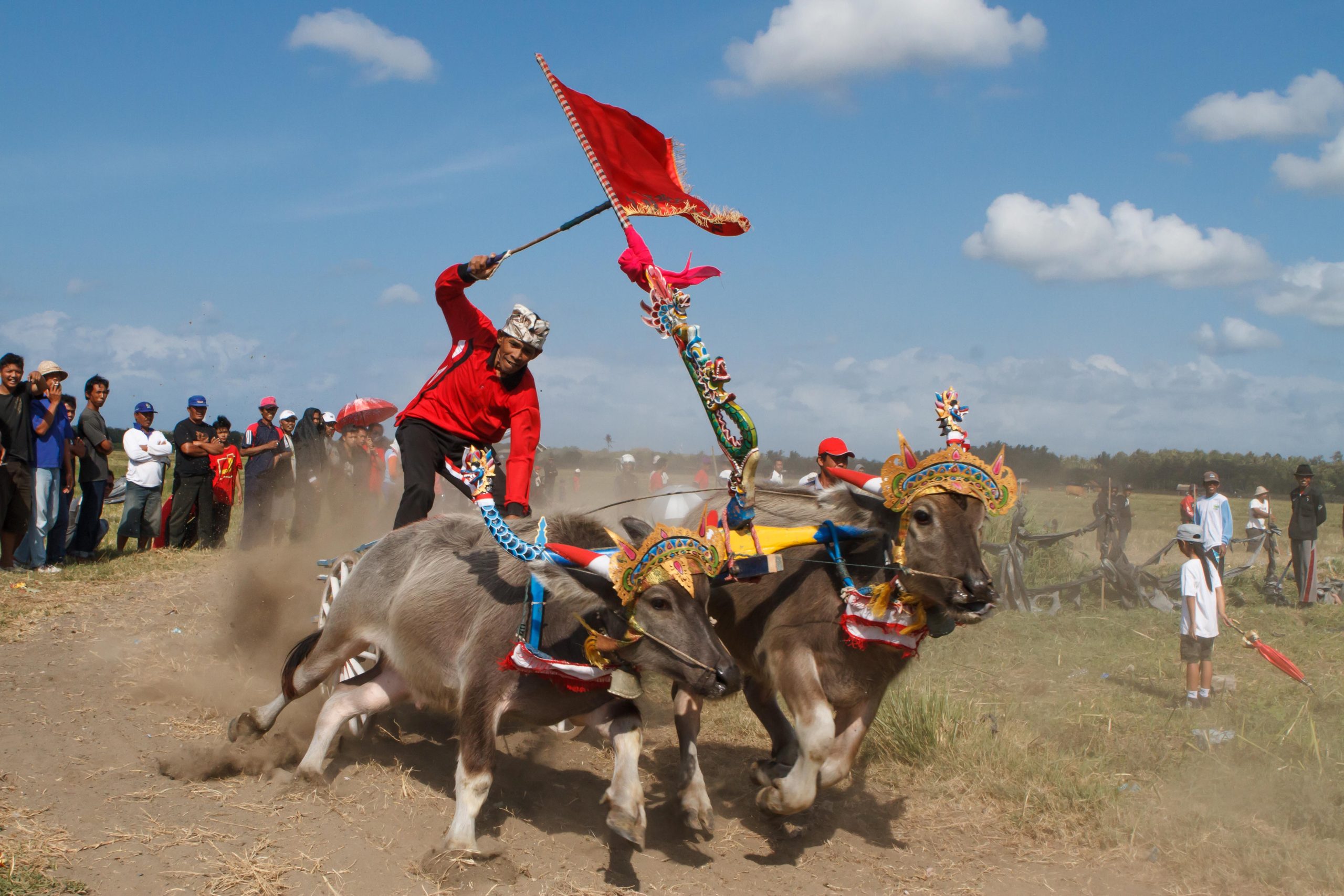 Bali, Culture, Indonesia, Makepung, Negara, Travel, bull races