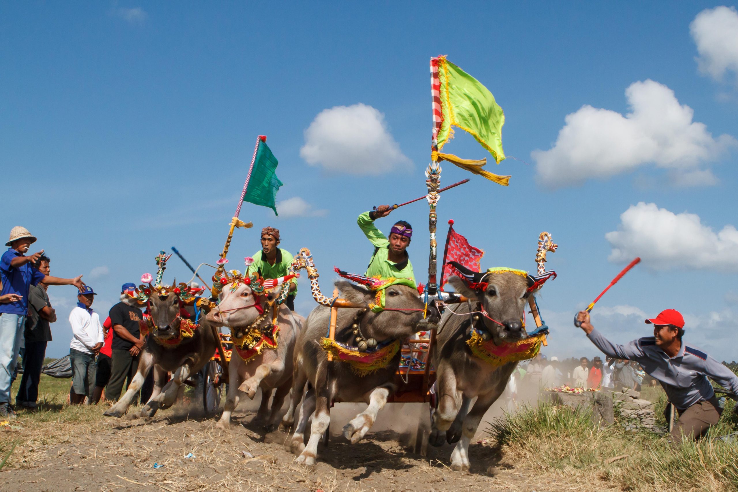 Makepung – Bull Races in West Bali