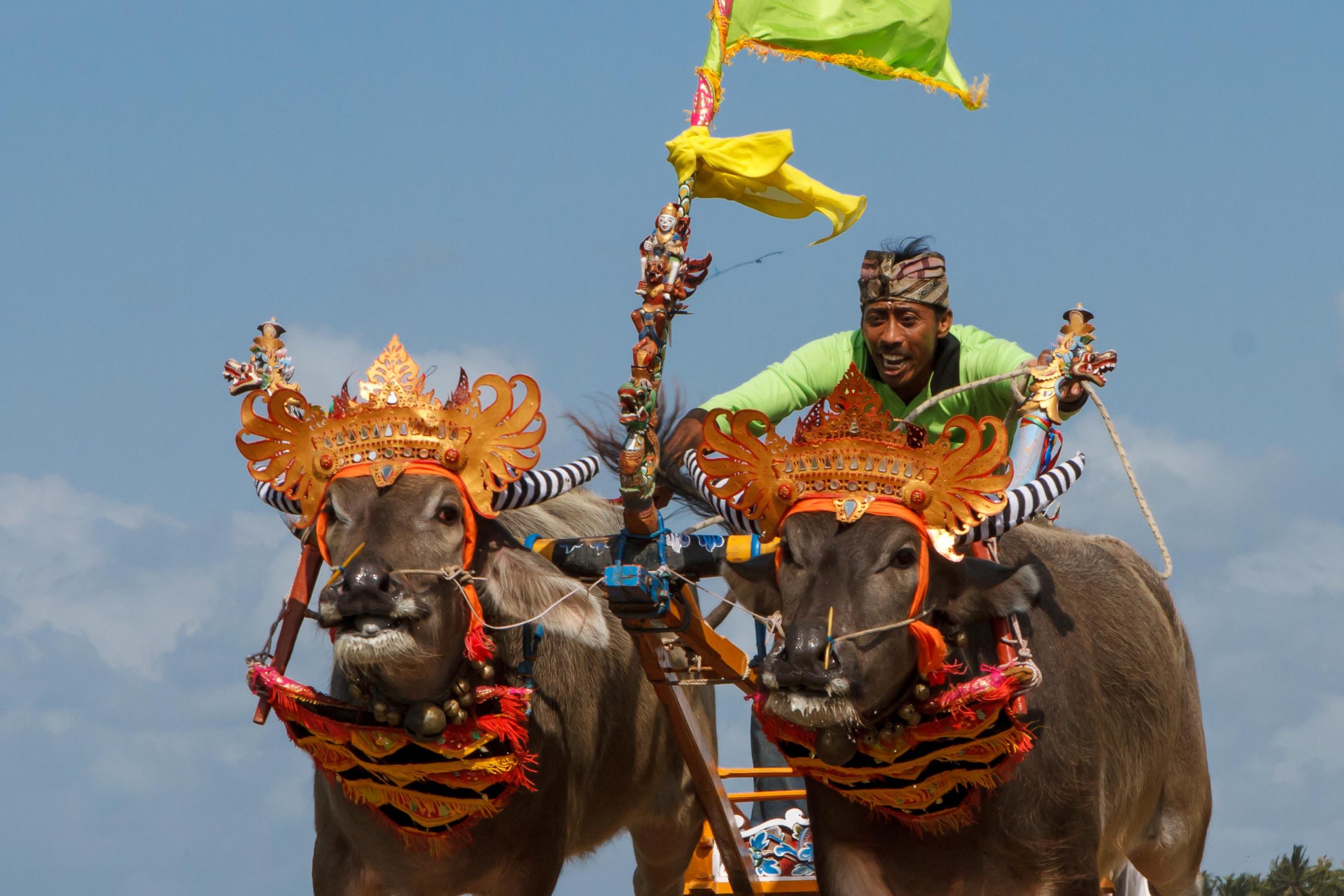 Bali, Culture, Indonesia, Makepung, Negara, Travel, bull races