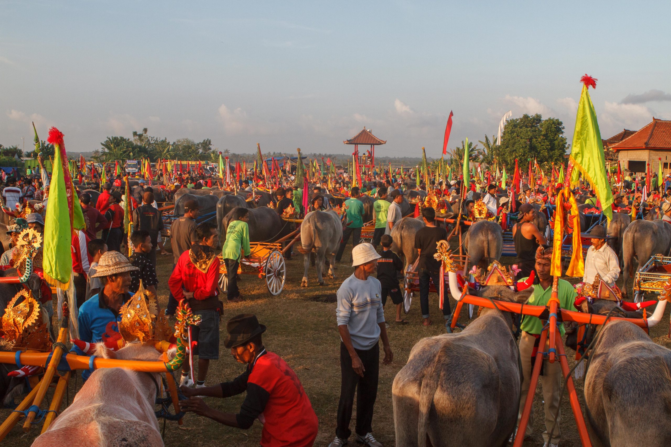Bali, Culture, Indonesia, Makepung, Negara, Travel, bull races