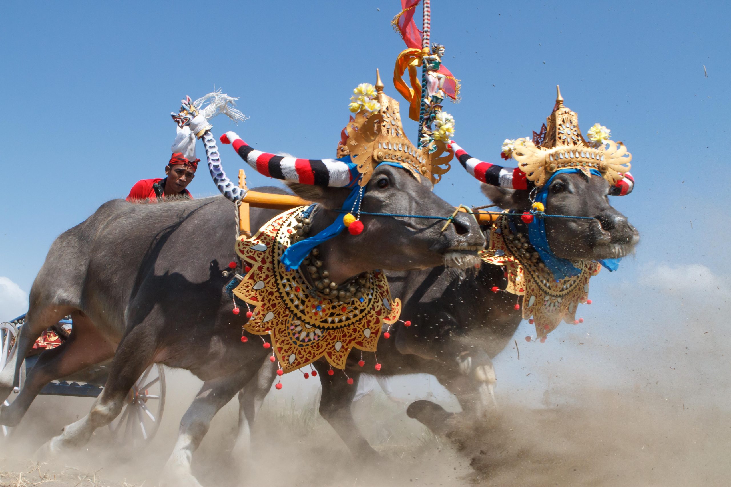Bali, Culture, Indonesia, Makepung, Negara, Travel, bull races