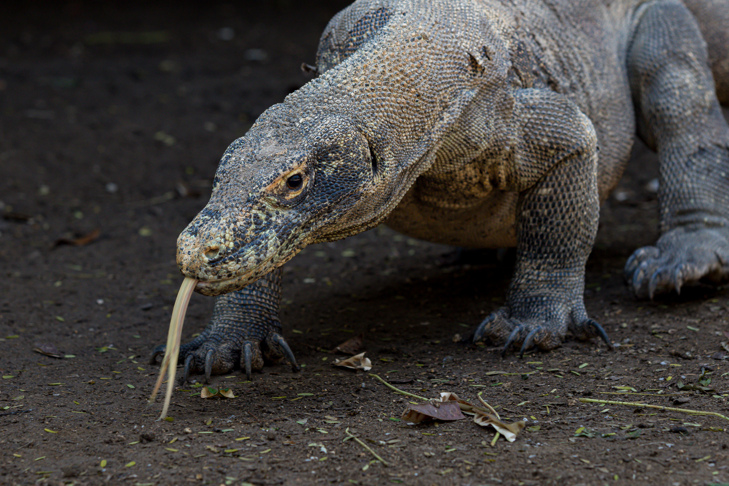 Indonesia, flores, komodo dragon