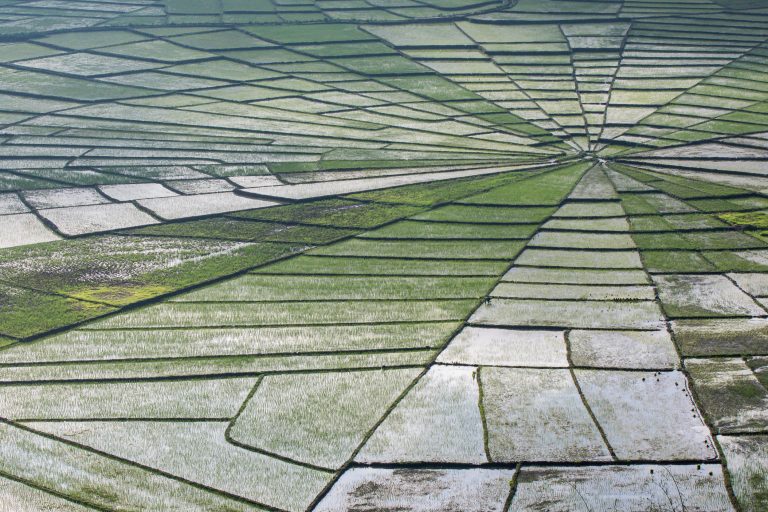 Indonesia, flores, ruteng, spider web