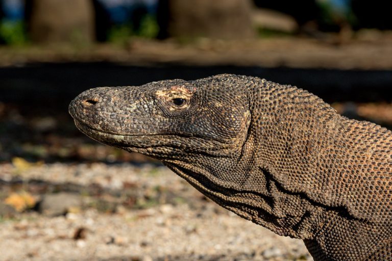 Indonesia, flores, komodo dragon