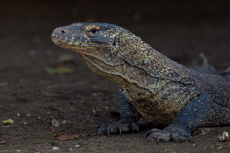 Indonesia, flores, komodo