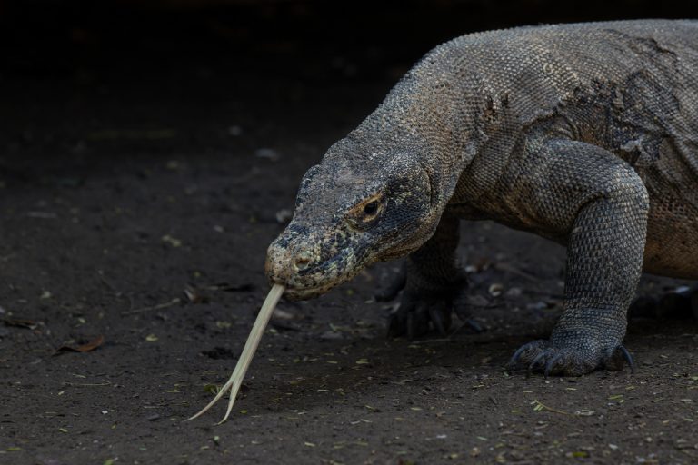 Komodo National Park – Flores